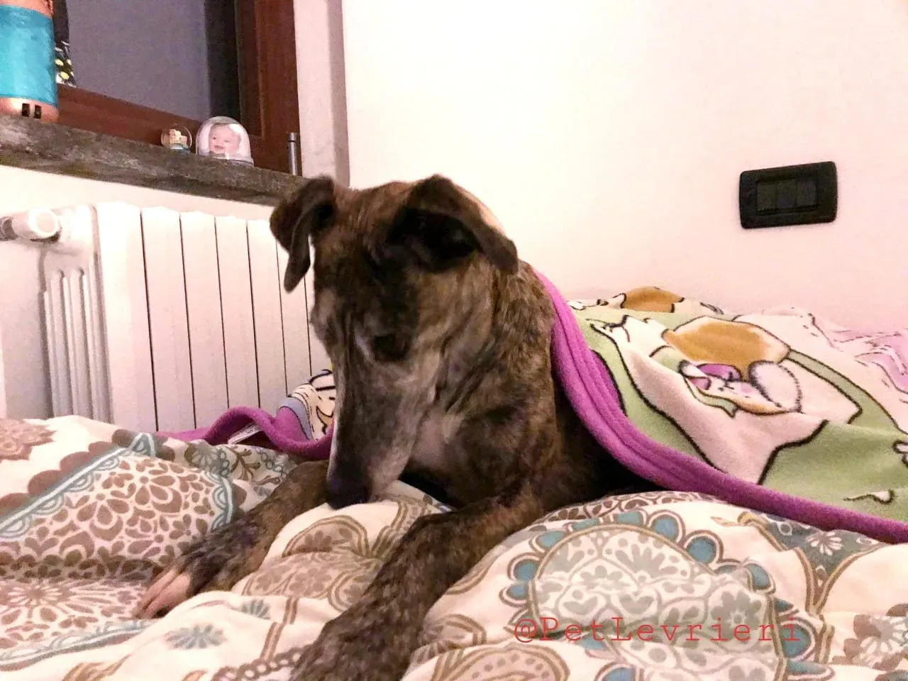 MissJagger adozione levrieri galgo10