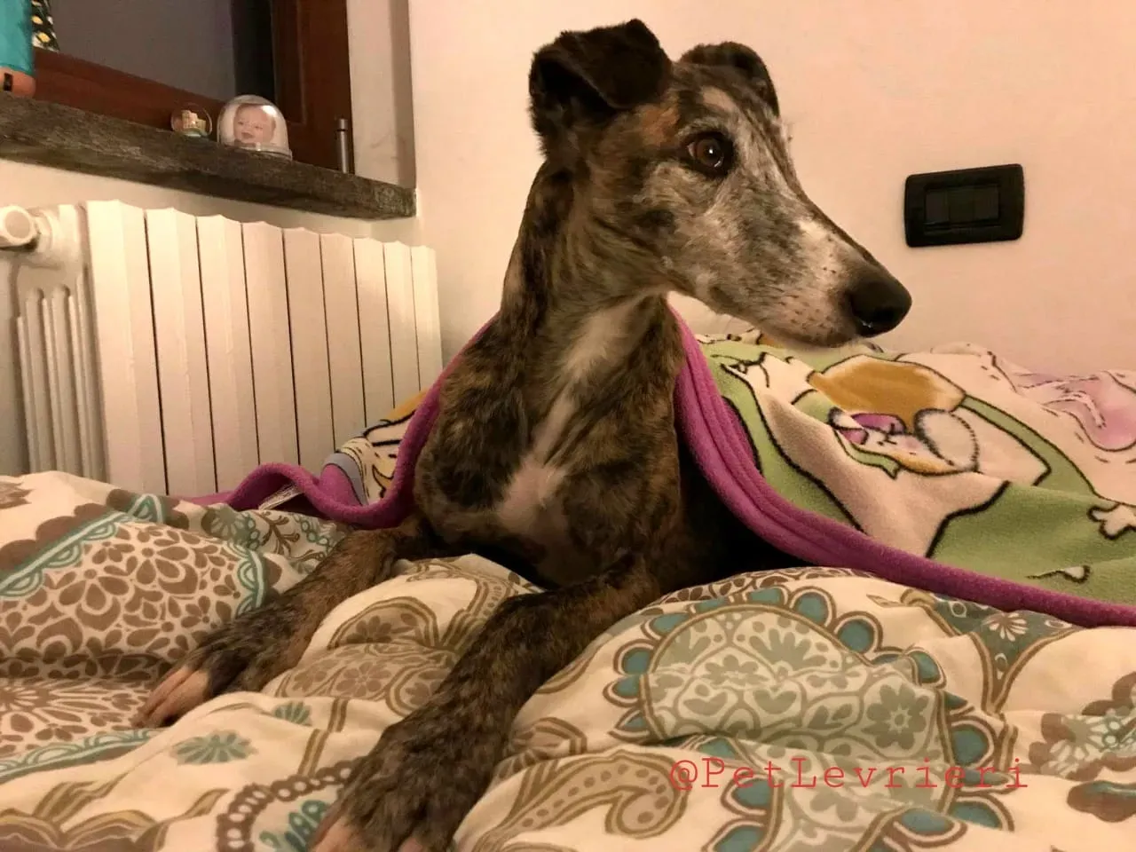 MissJagger adozione levrieri galgo11