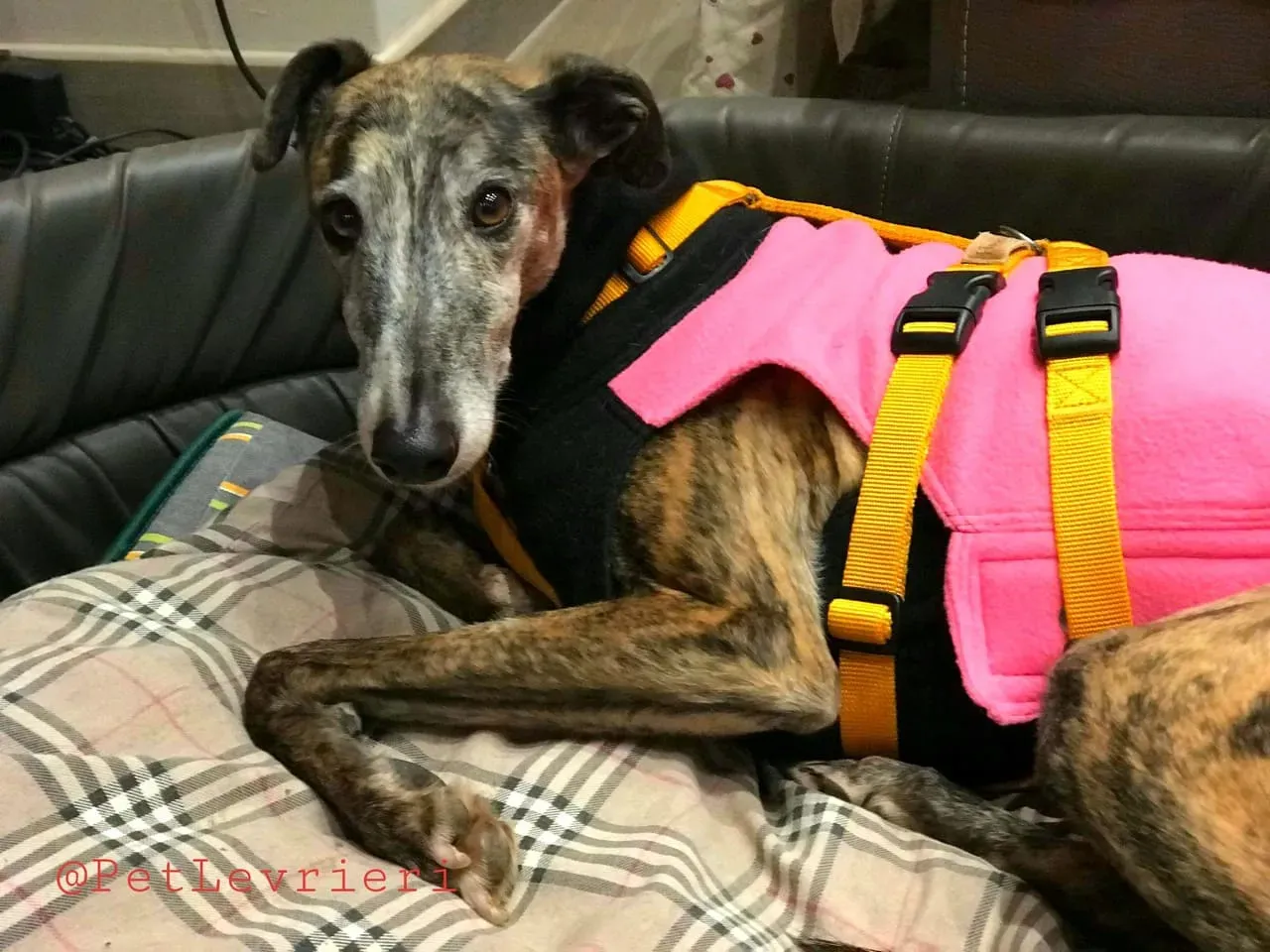 MissJagger adozione levrieri galgo12