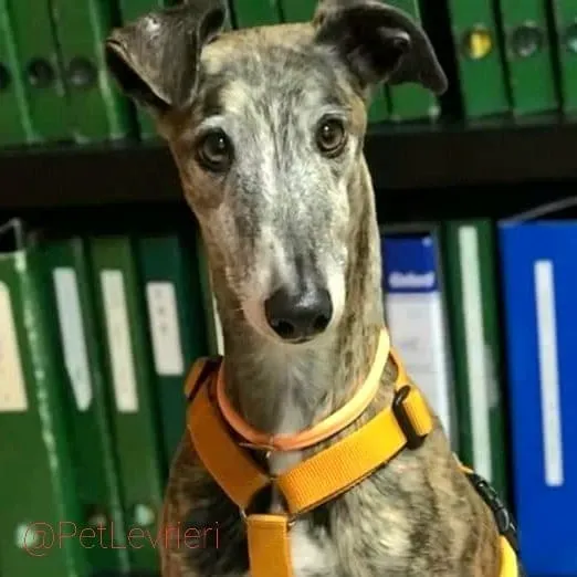 MissJagger adozione levrieri galgo13 1