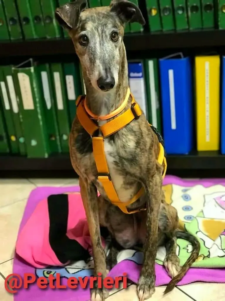 MissJagger adozione levrieri galgo14