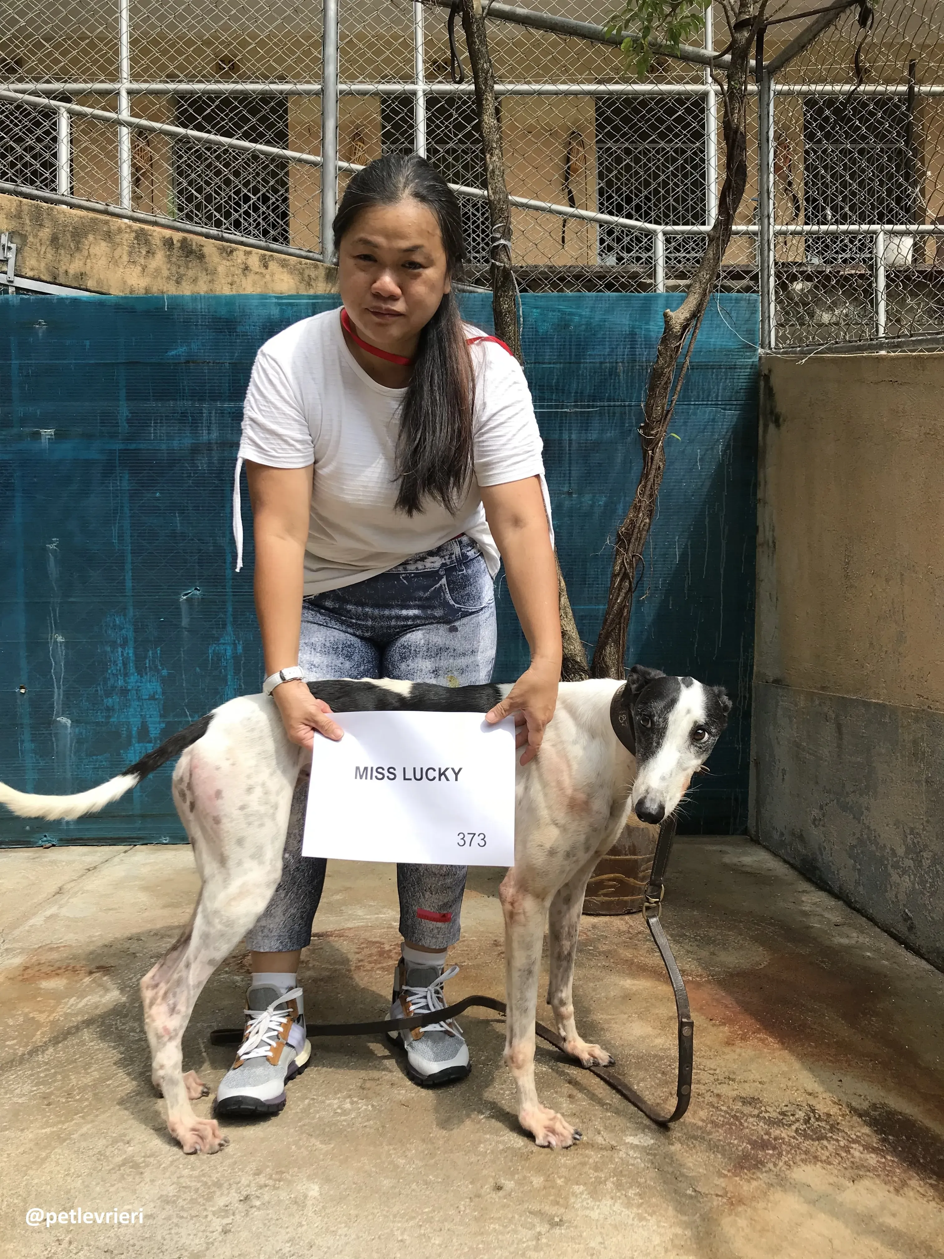 MissLucky adozione greyhound macao 