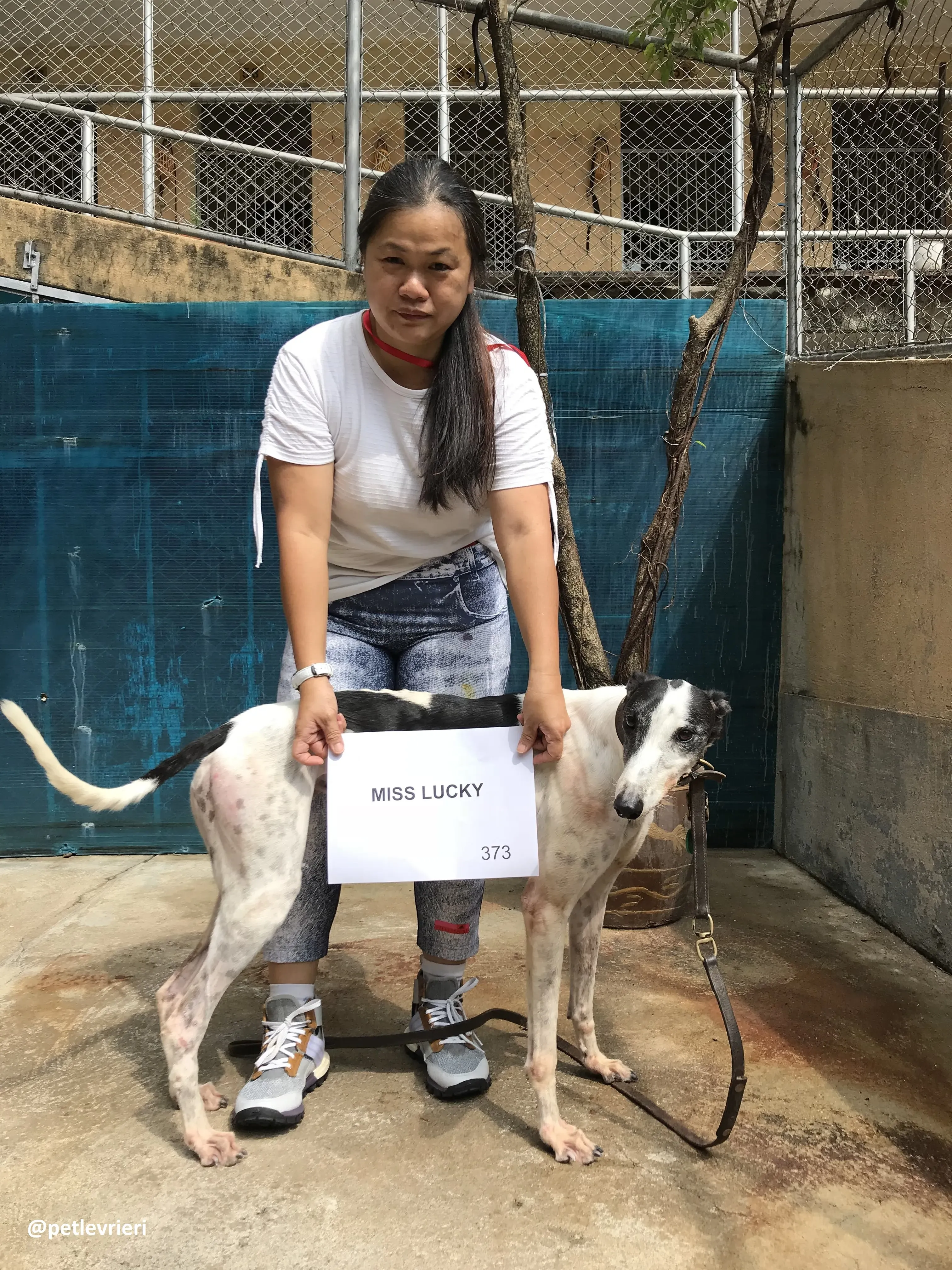 MissLucky adozione greyhound macao 2