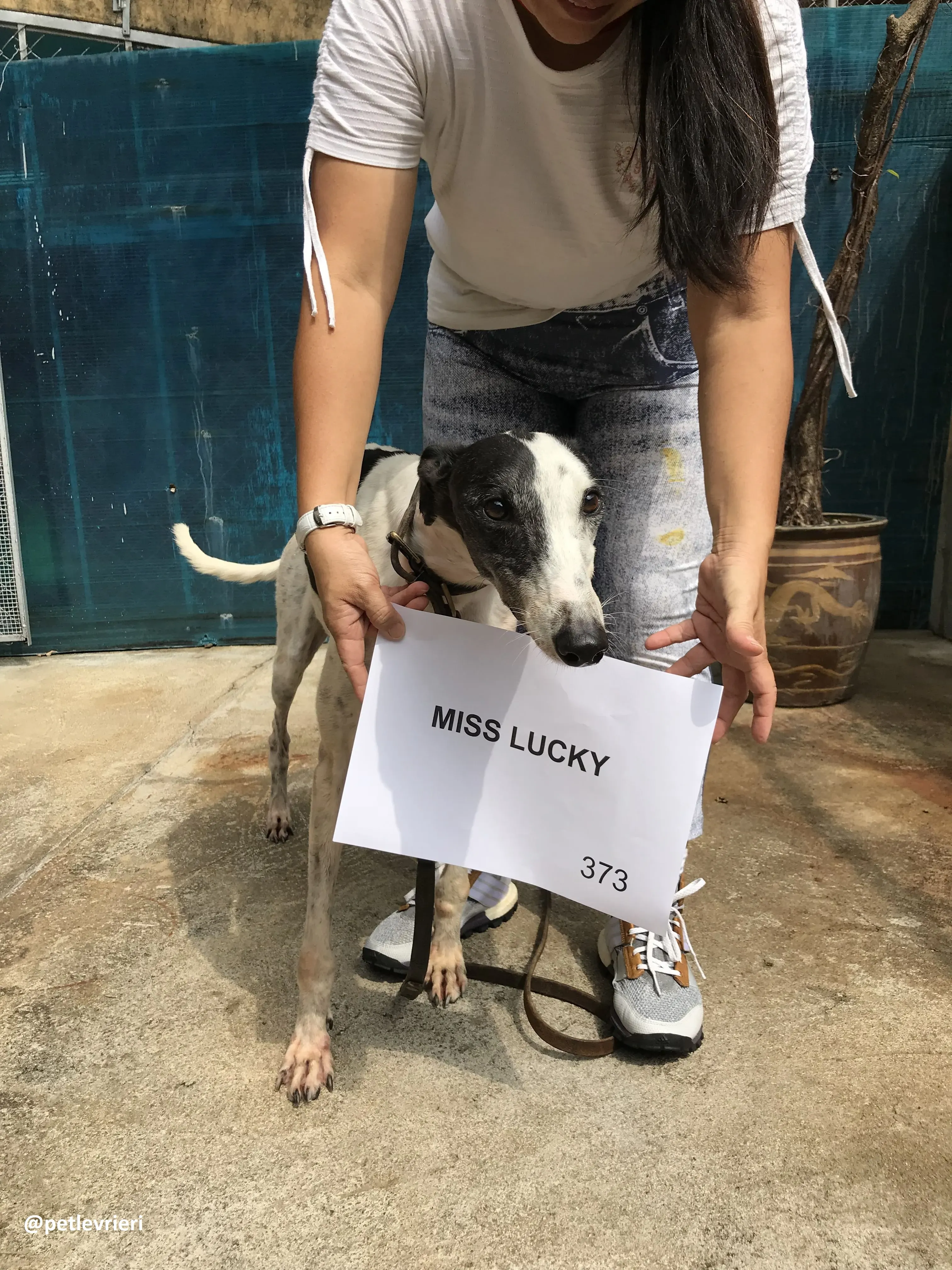 MissLucky adozione greyhound macao 3