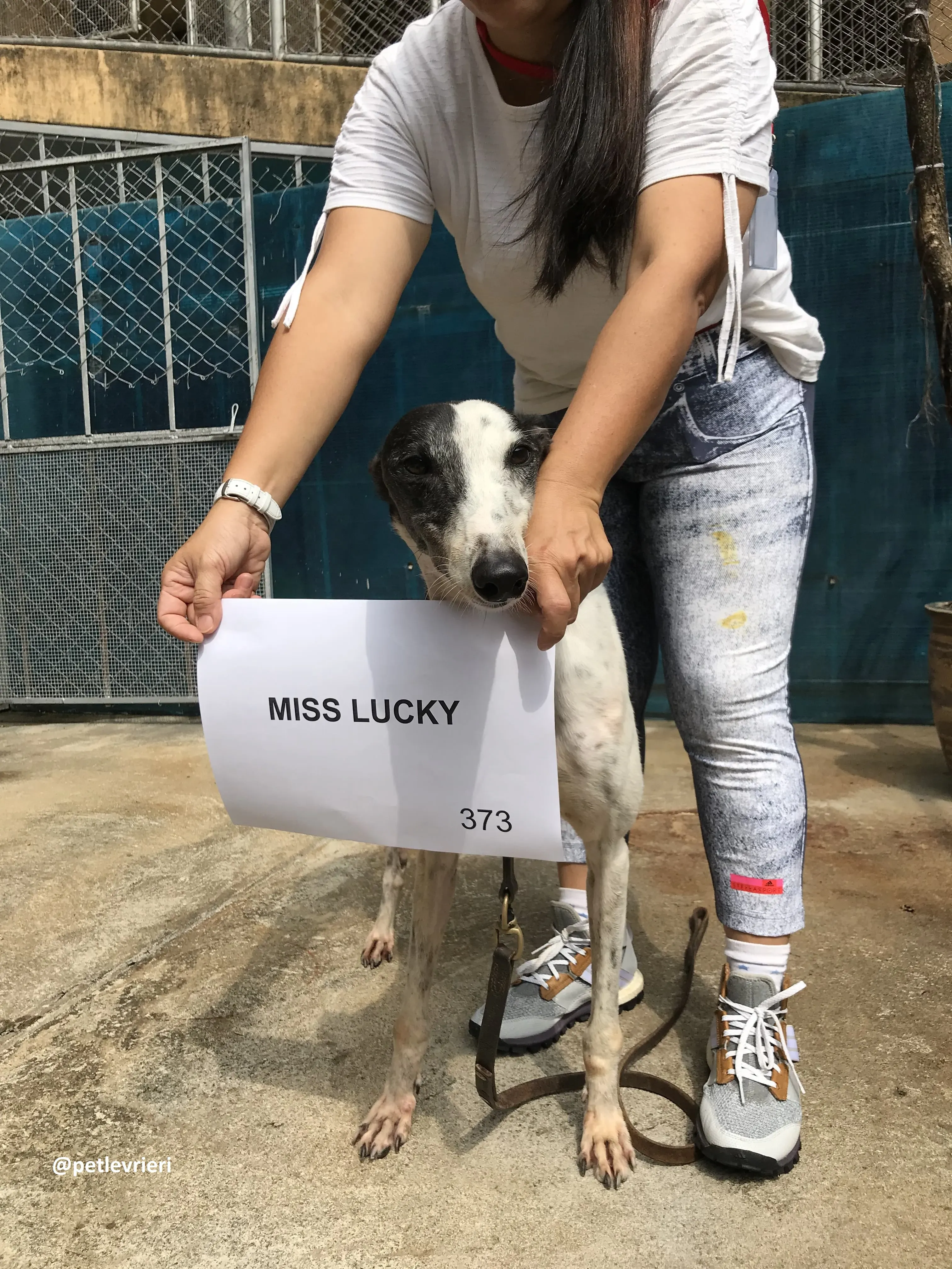 MissLucky adozione greyhound macao 4