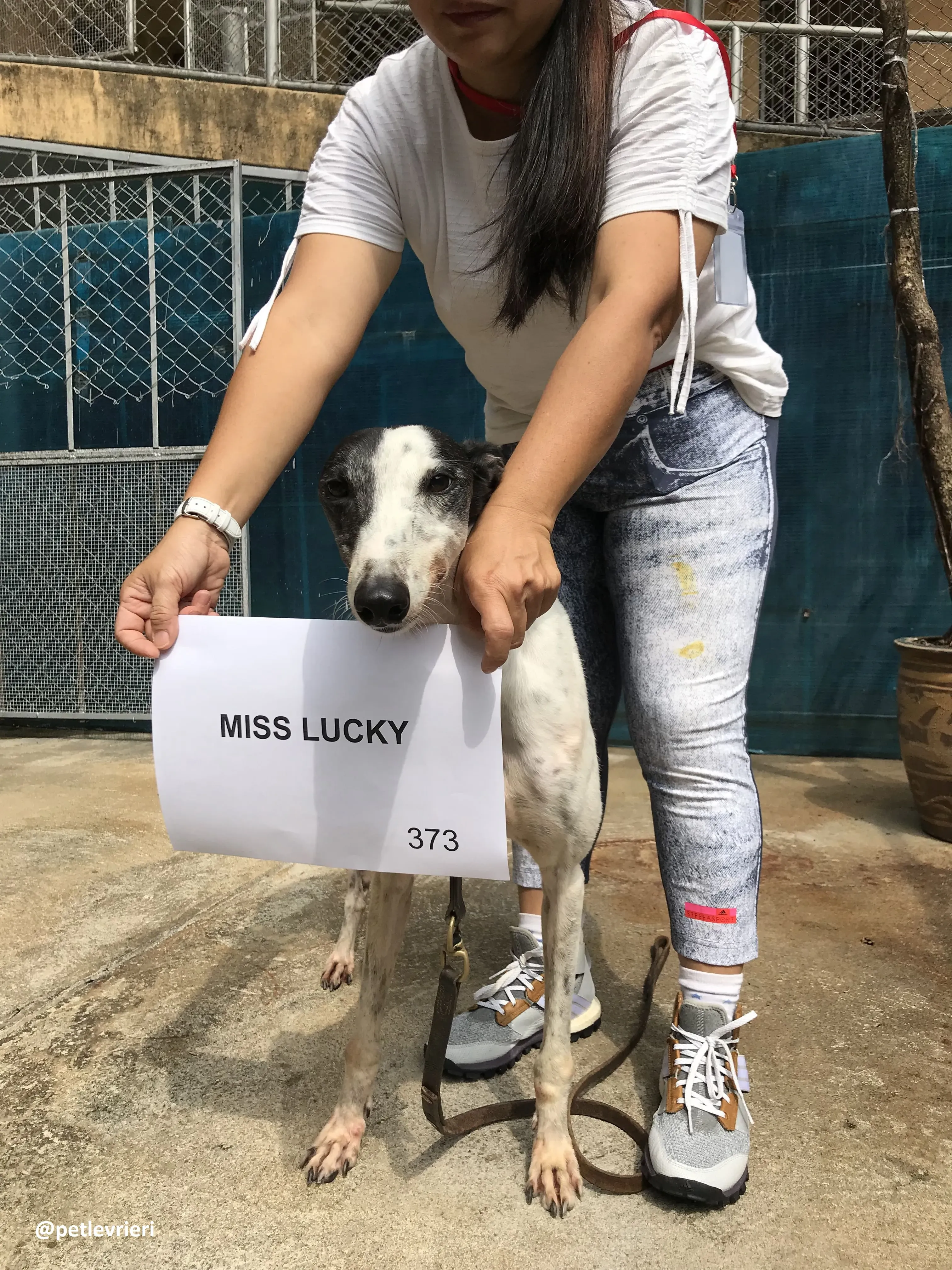 MissLucky adozione greyhound macao 5