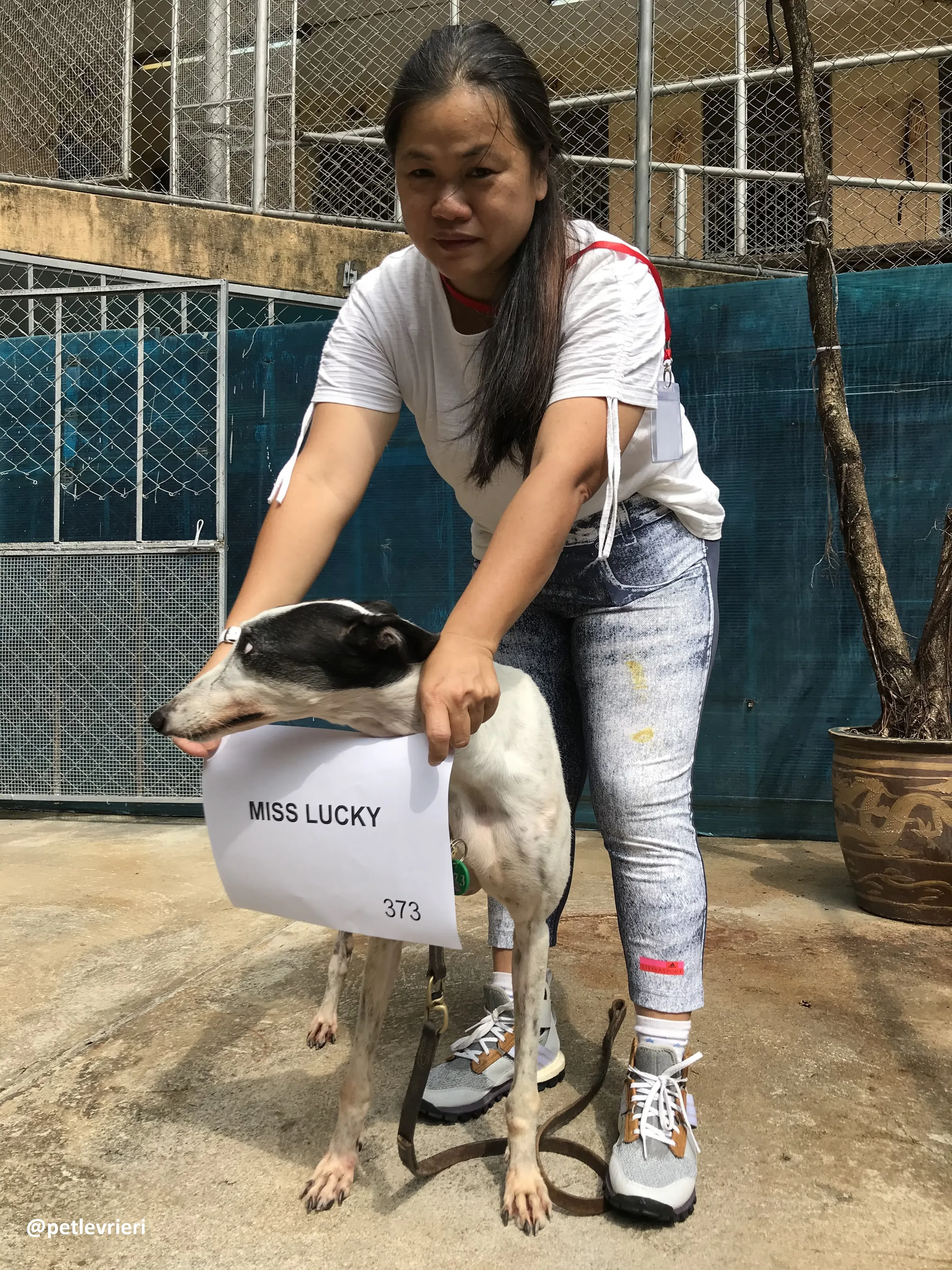 MissLucky adozione greyhound macao 6