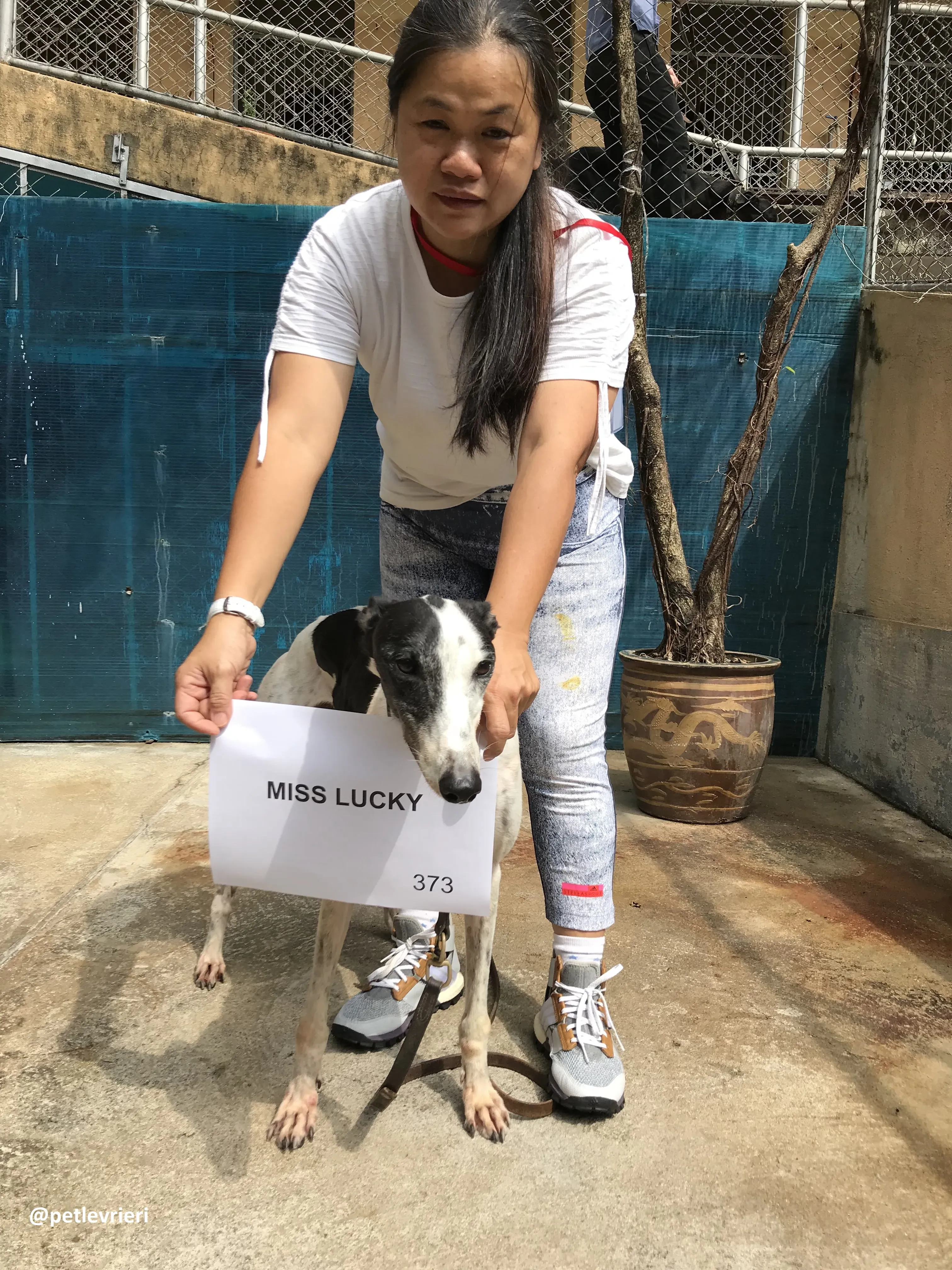 MissLucky adozione greyhound macao 7