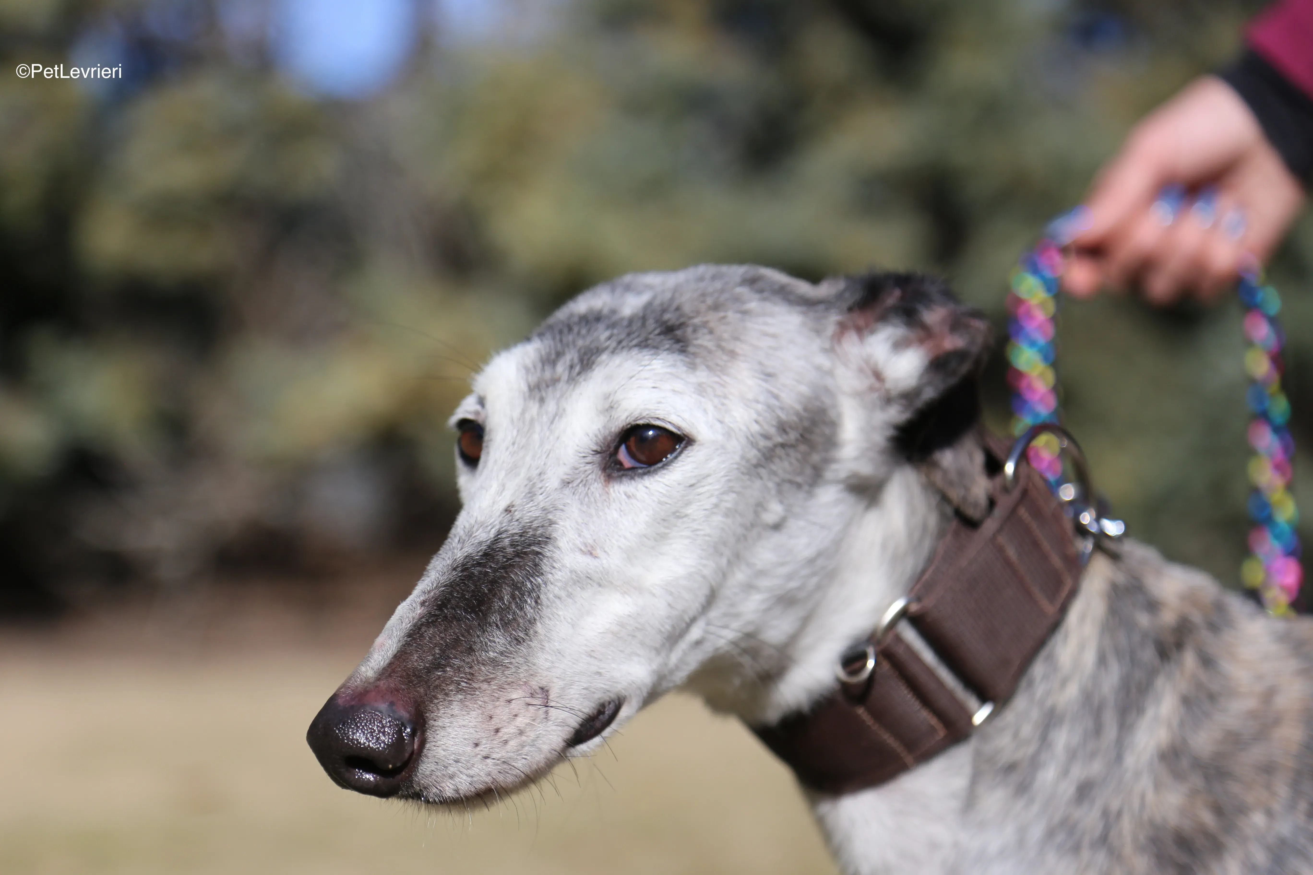 Mitico adozione galgo pet levrieri 1