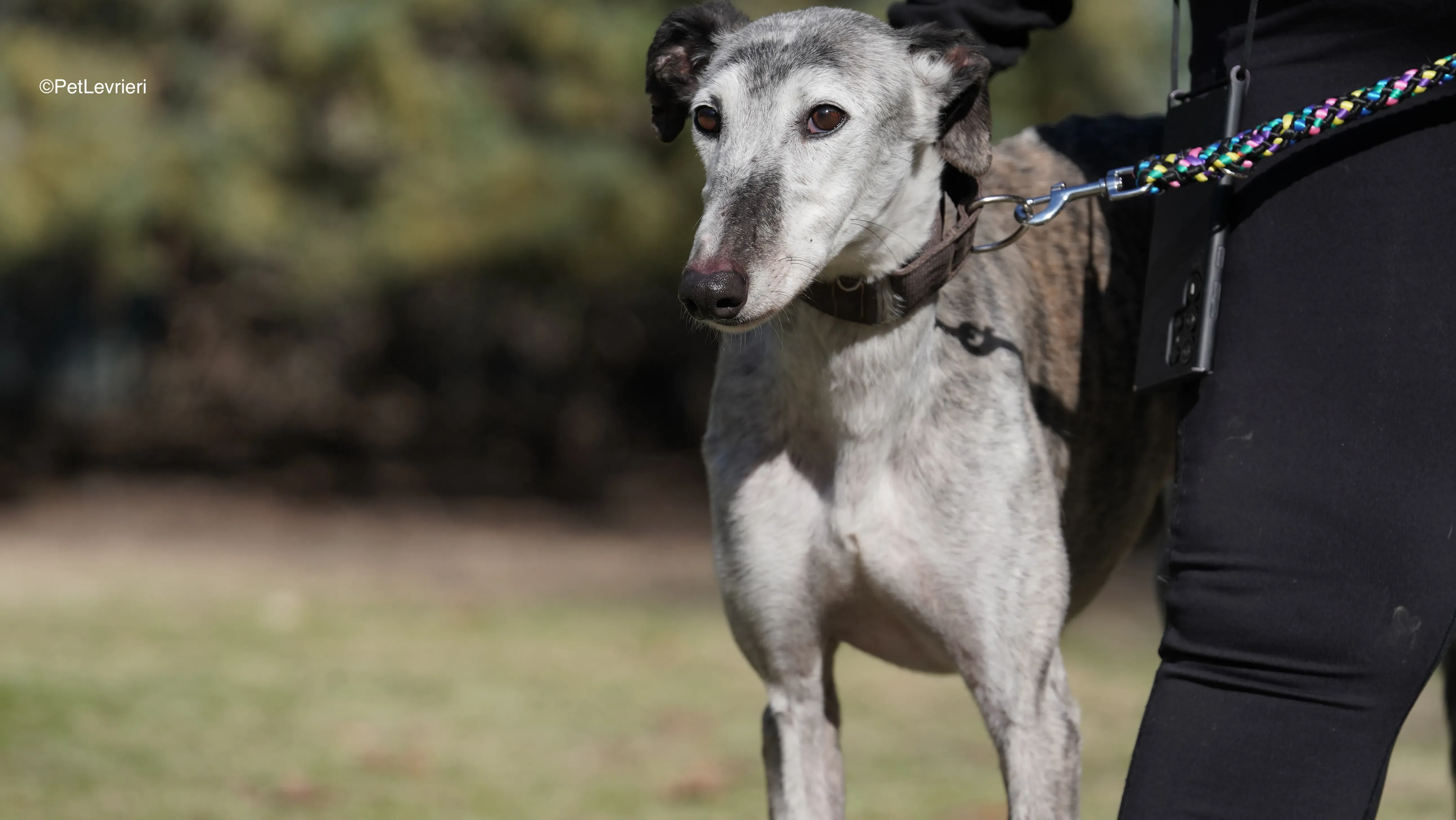 Mitico adozione galgo pet levrieri 10