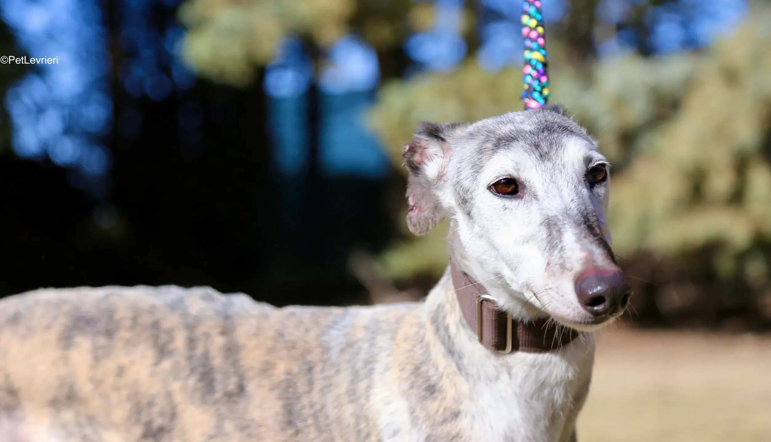 Mitico adozione galgo pet levrieri 11 scaled e1710756539504