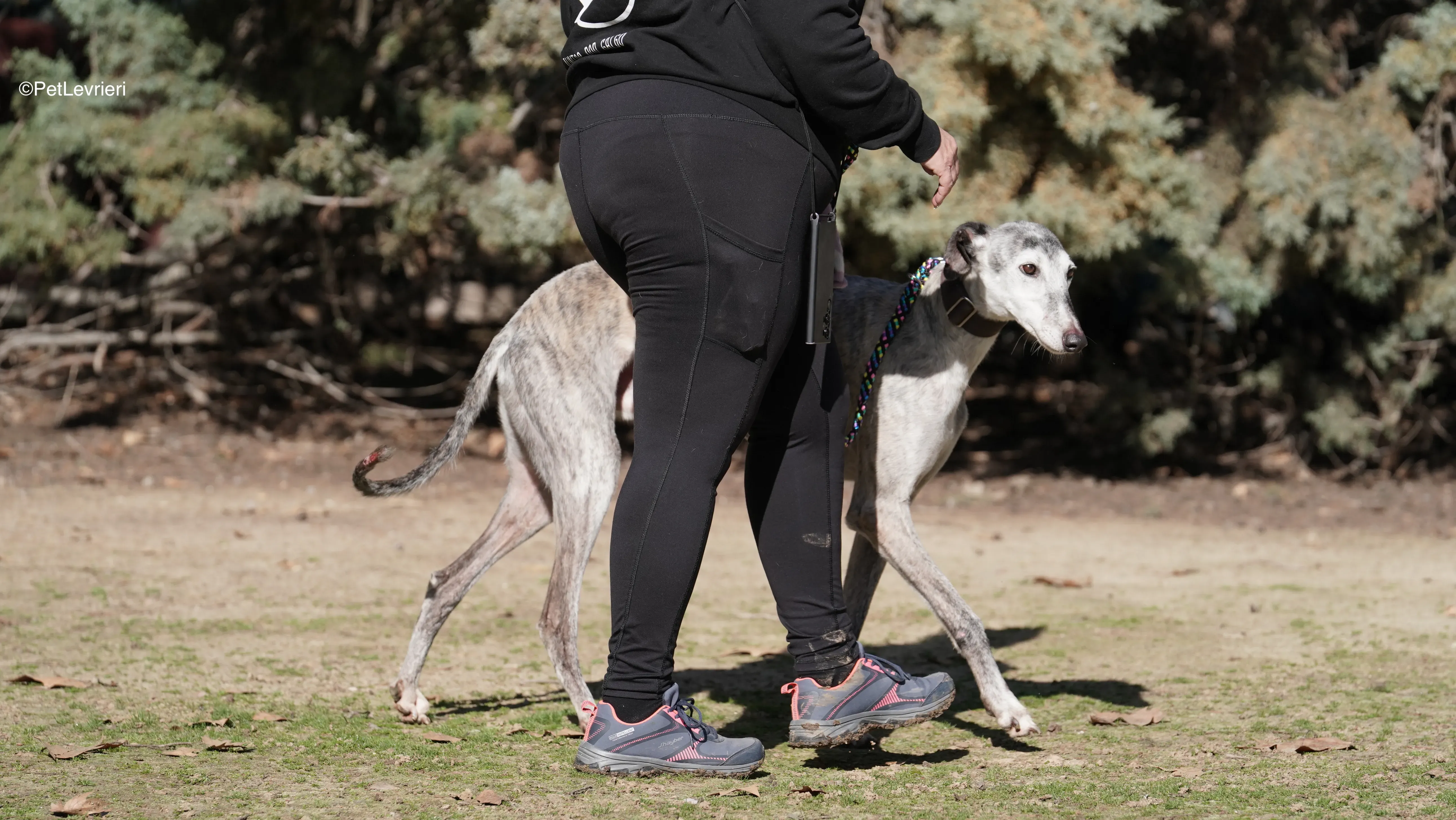 Mitico adozione galgo pet levrieri 12