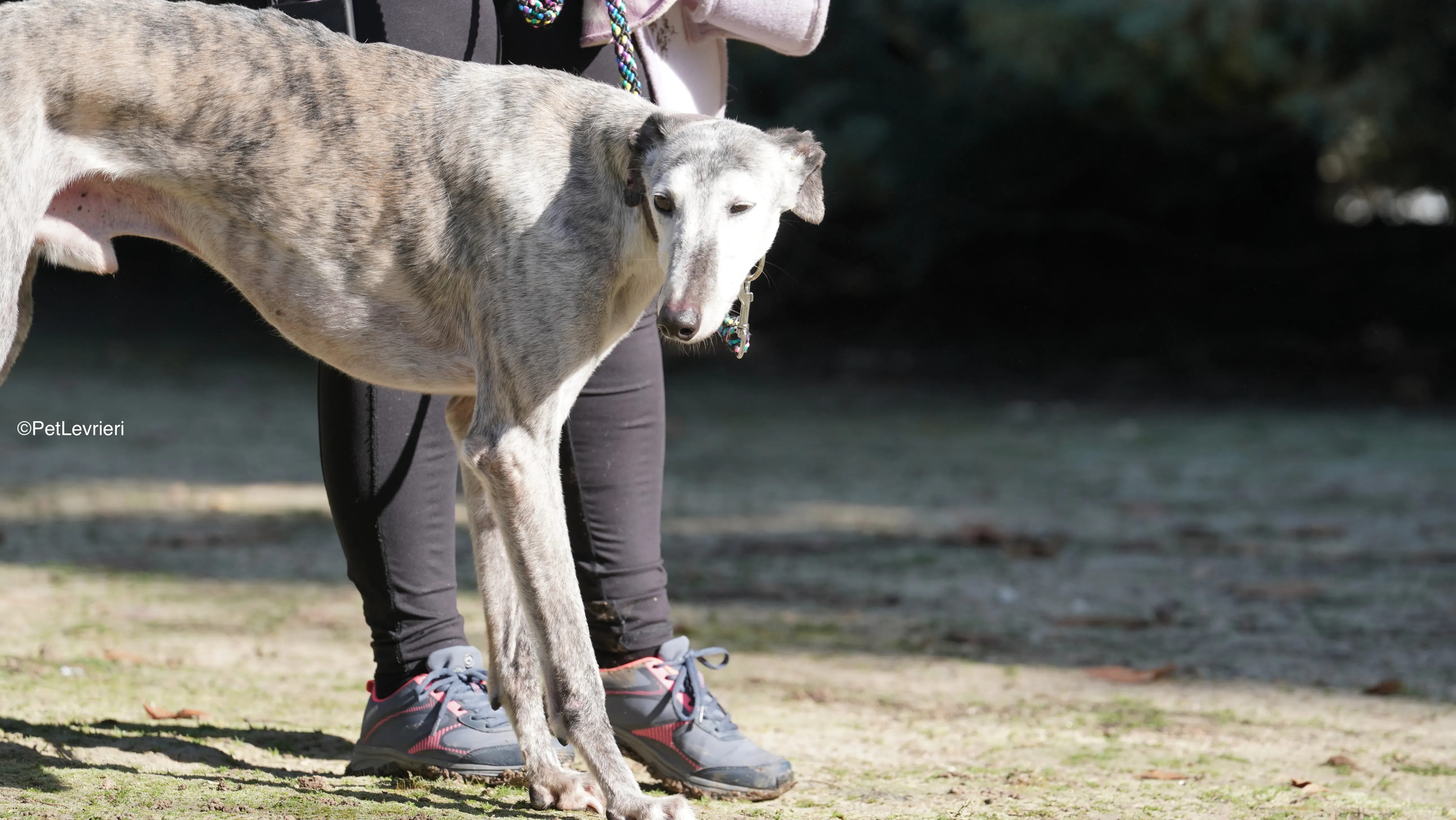 Mitico adozione galgo pet levrieri 13