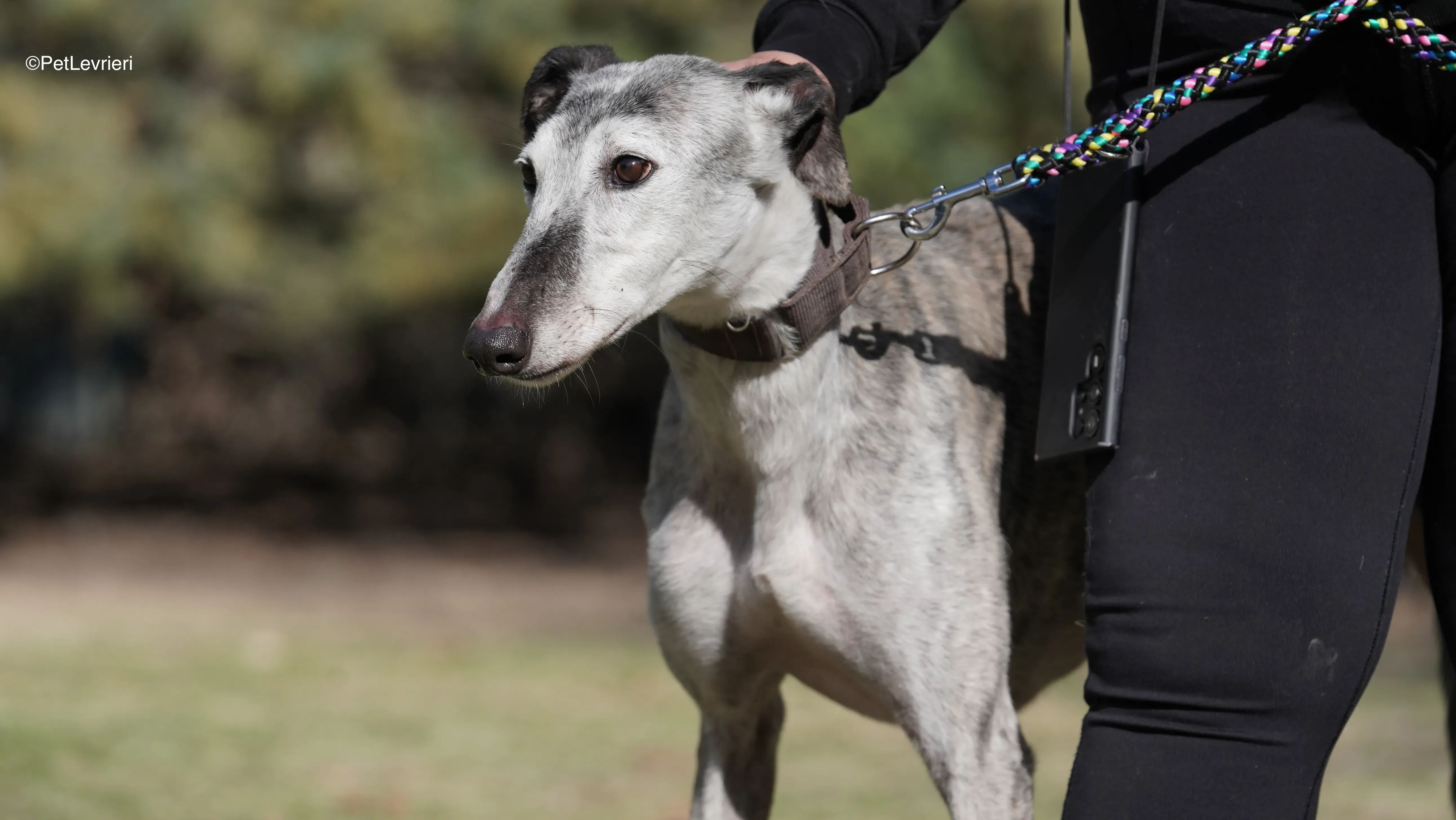 Mitico adozione galgo pet levrieri 3