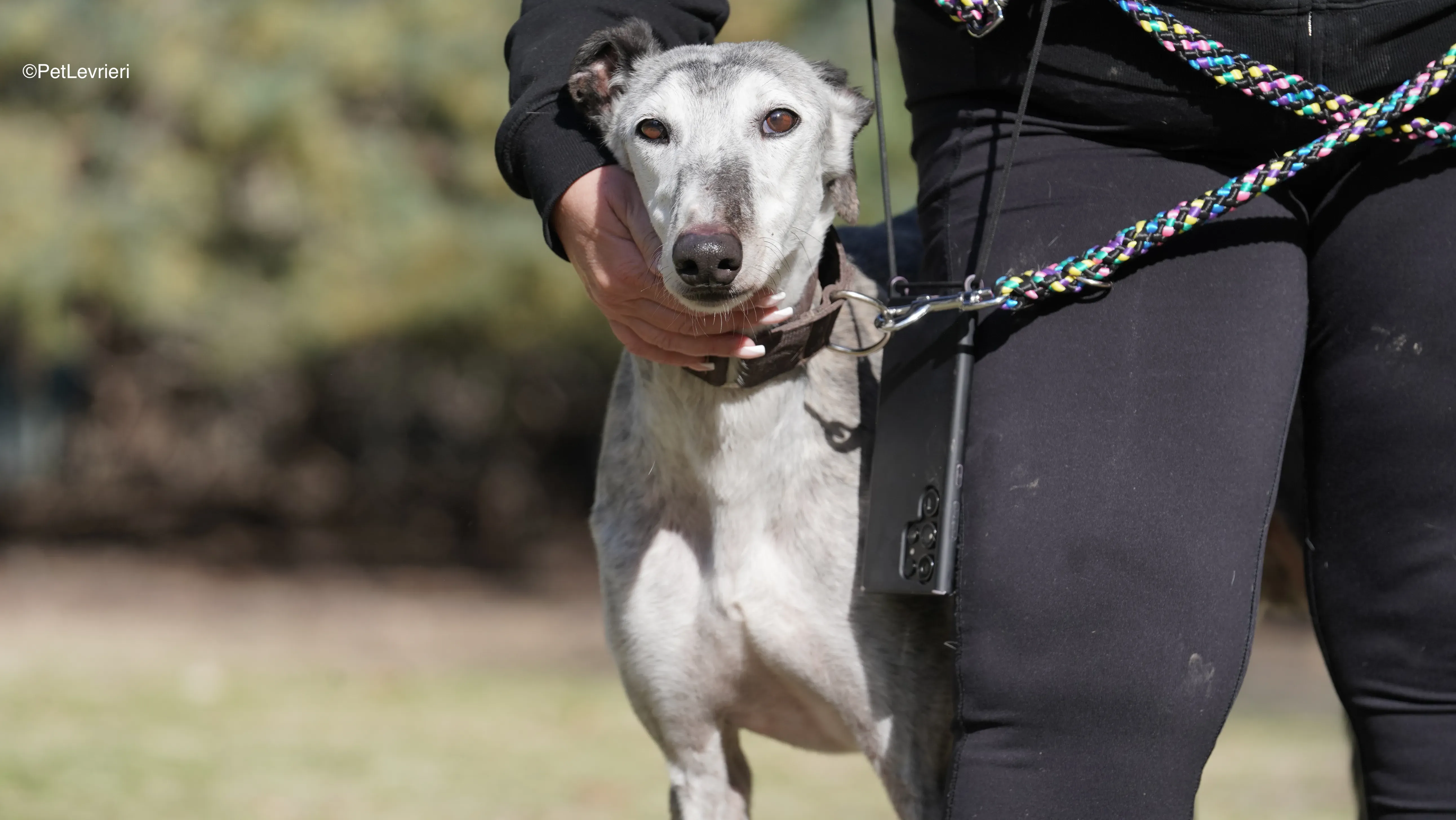 Mitico adozione galgo pet levrieri 4