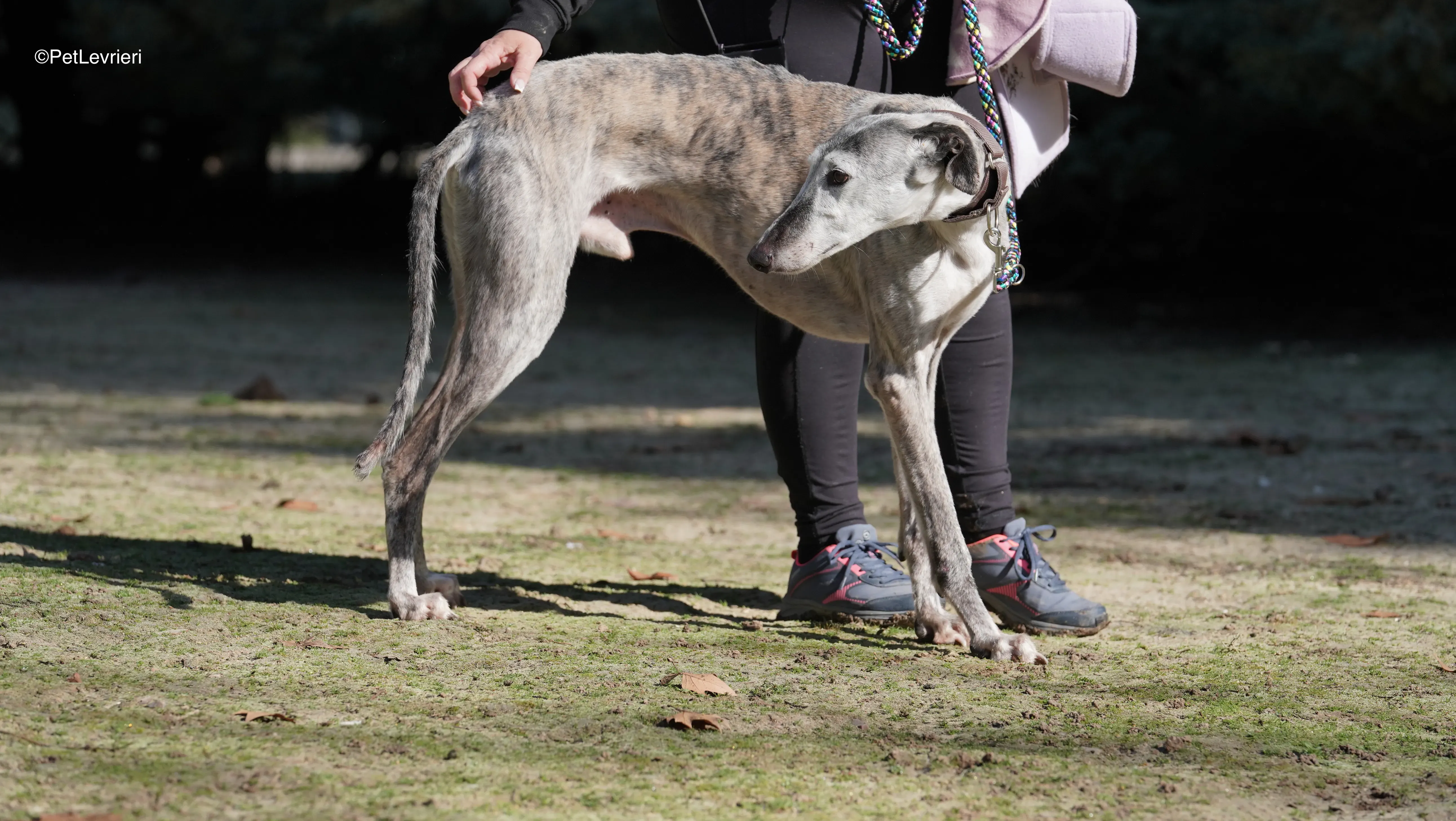 Mitico adozione galgo pet levrieri 5