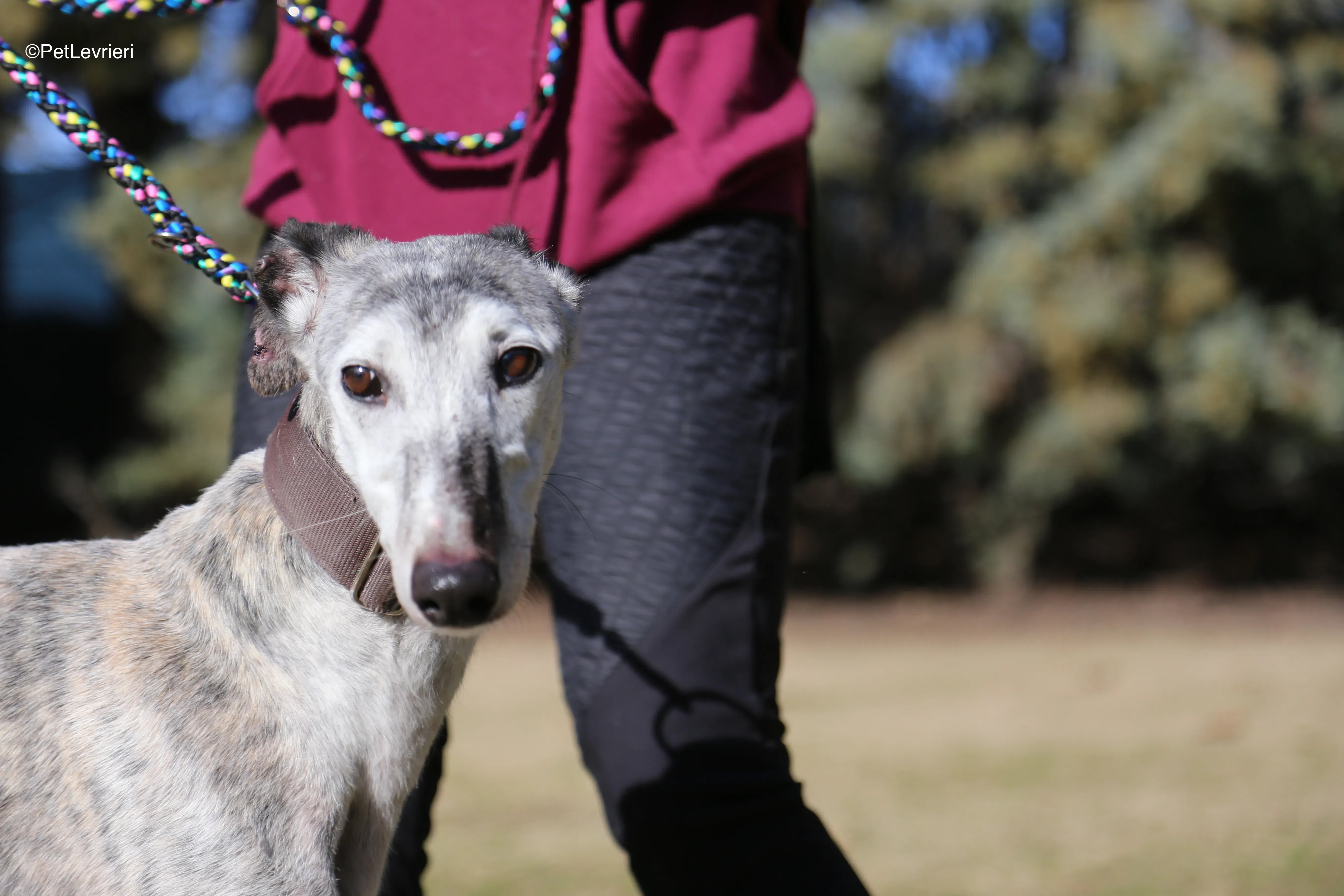 Mitico adozione galgo pet levrieri 6