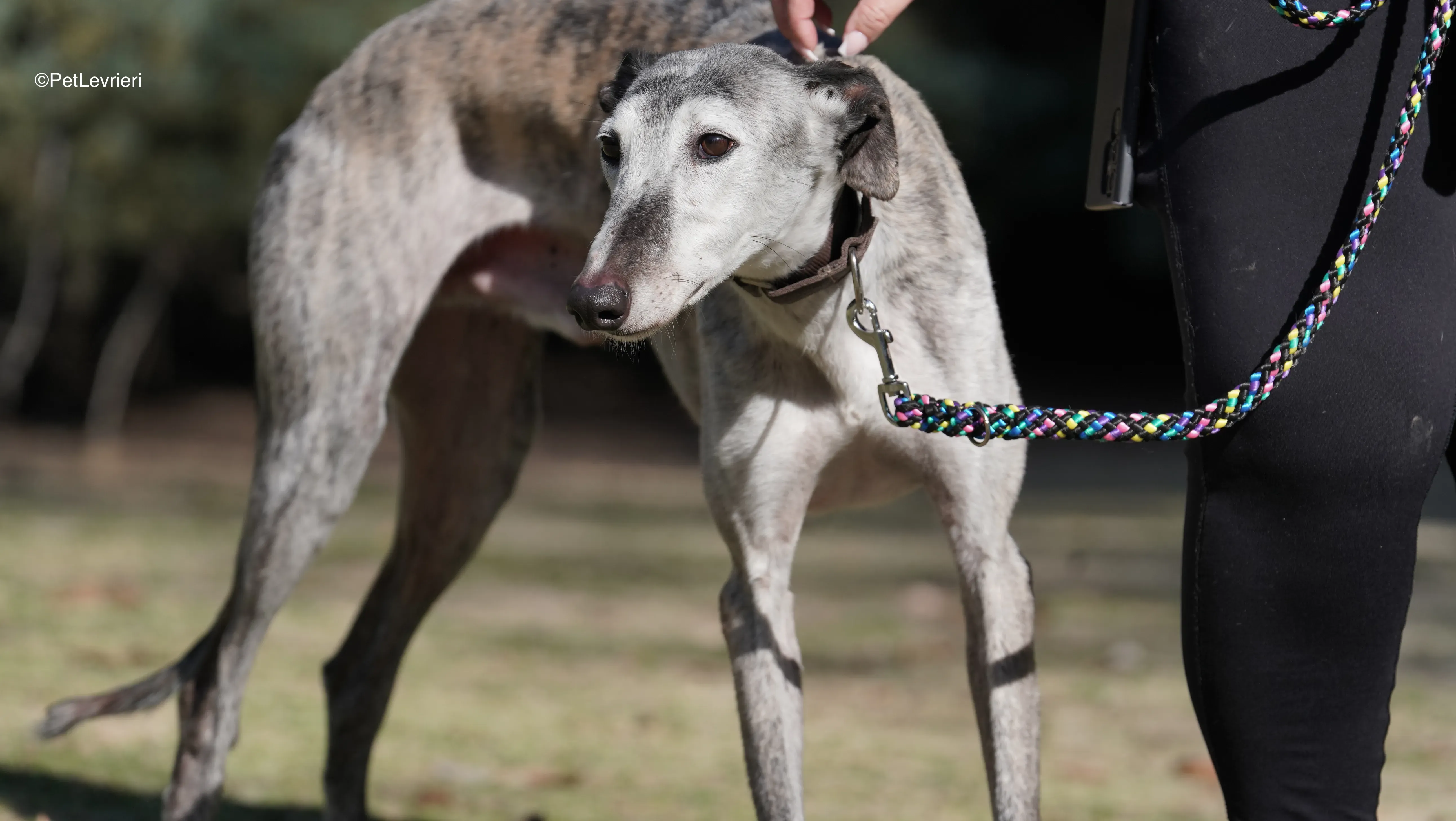 Mitico adozione galgo pet levrieri 7