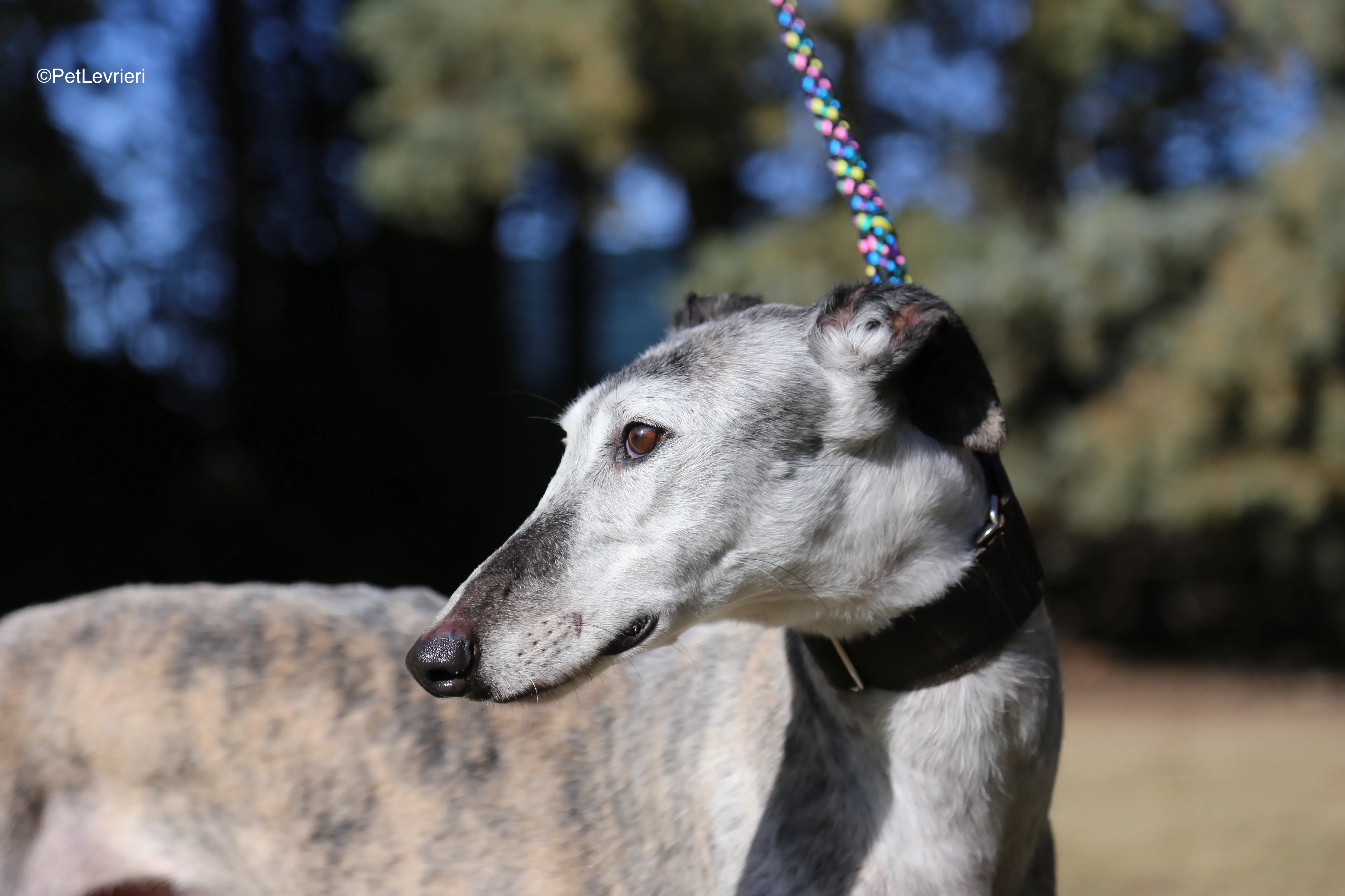 Mitico adozione galgo pet levrieri 8