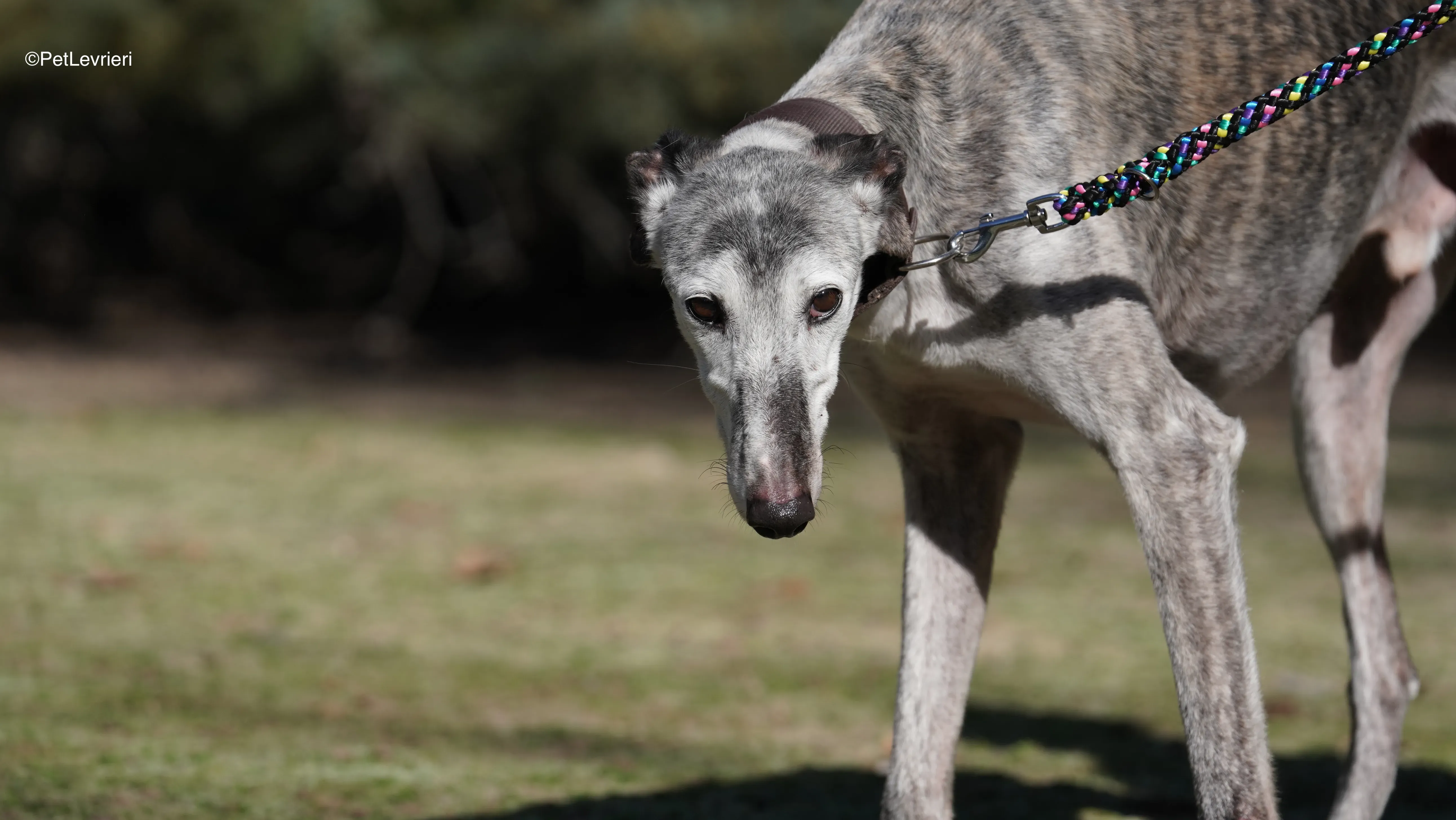 Mitico adozione galgo pet levrieri 9