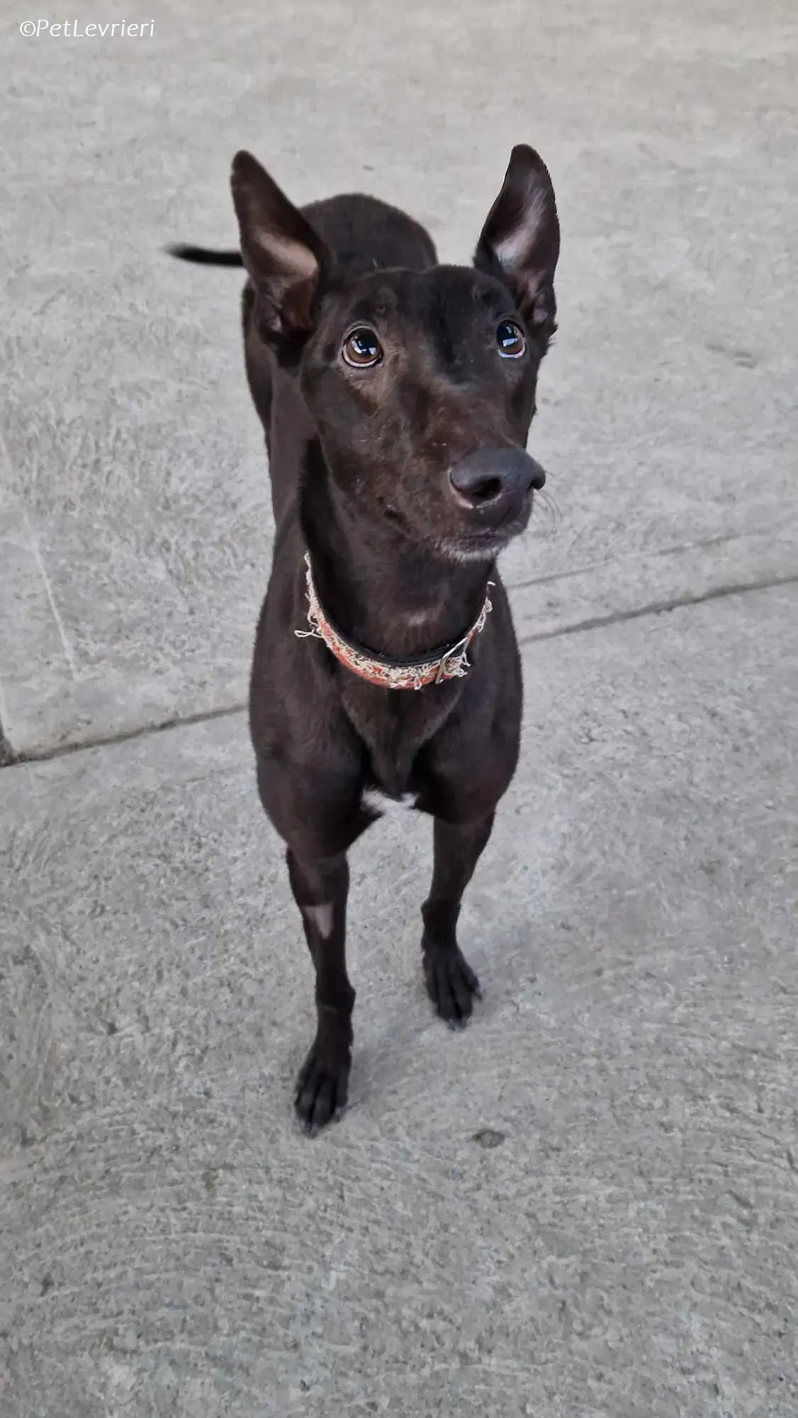 Moccasin adozione levrieri greyhound 1