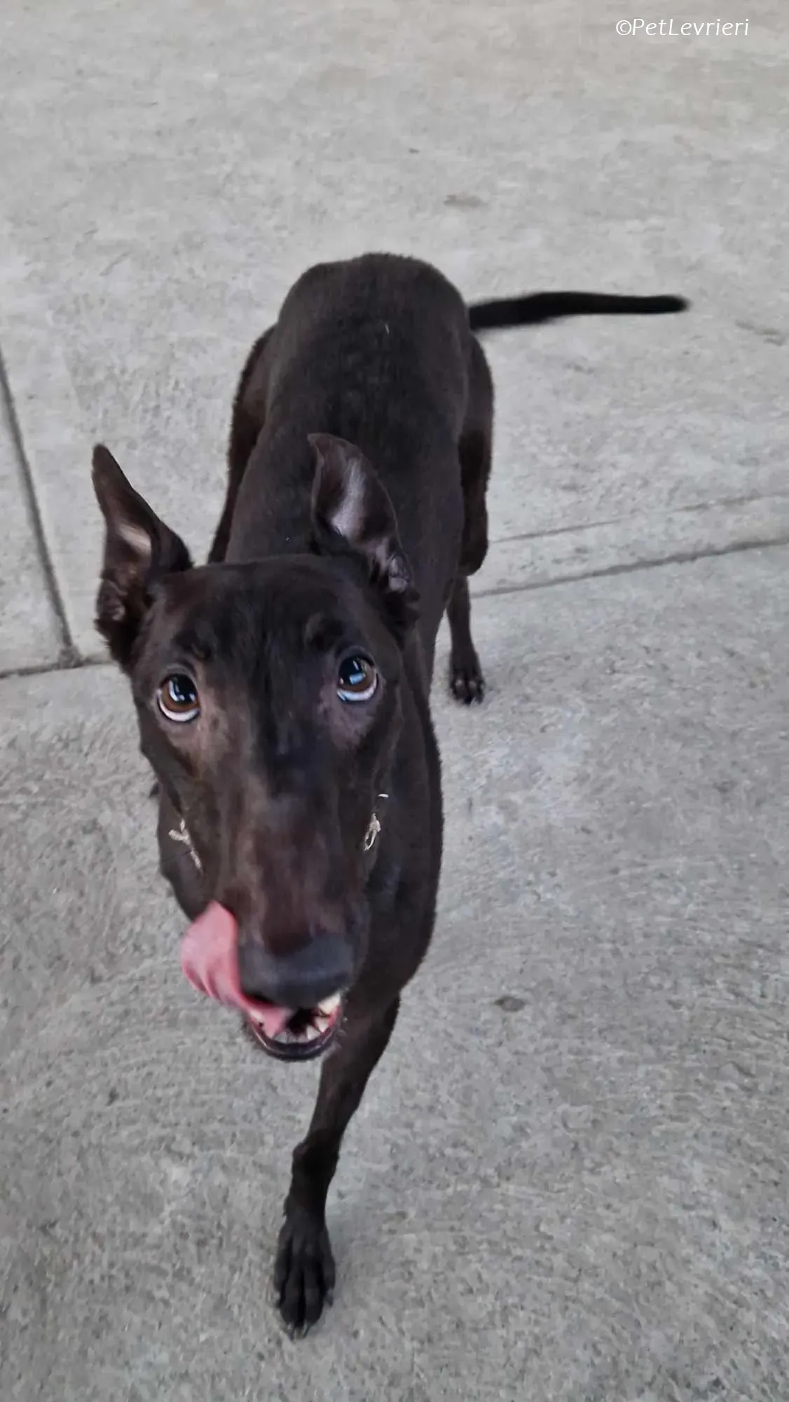 Moccasin adozione levrieri greyhound 2