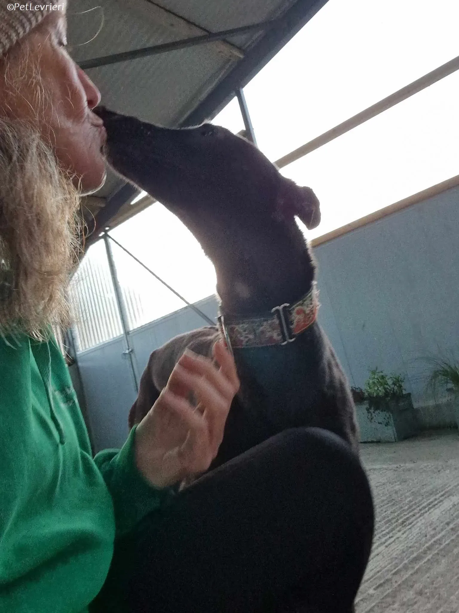 Moccasin adozione levrieri greyhound 3