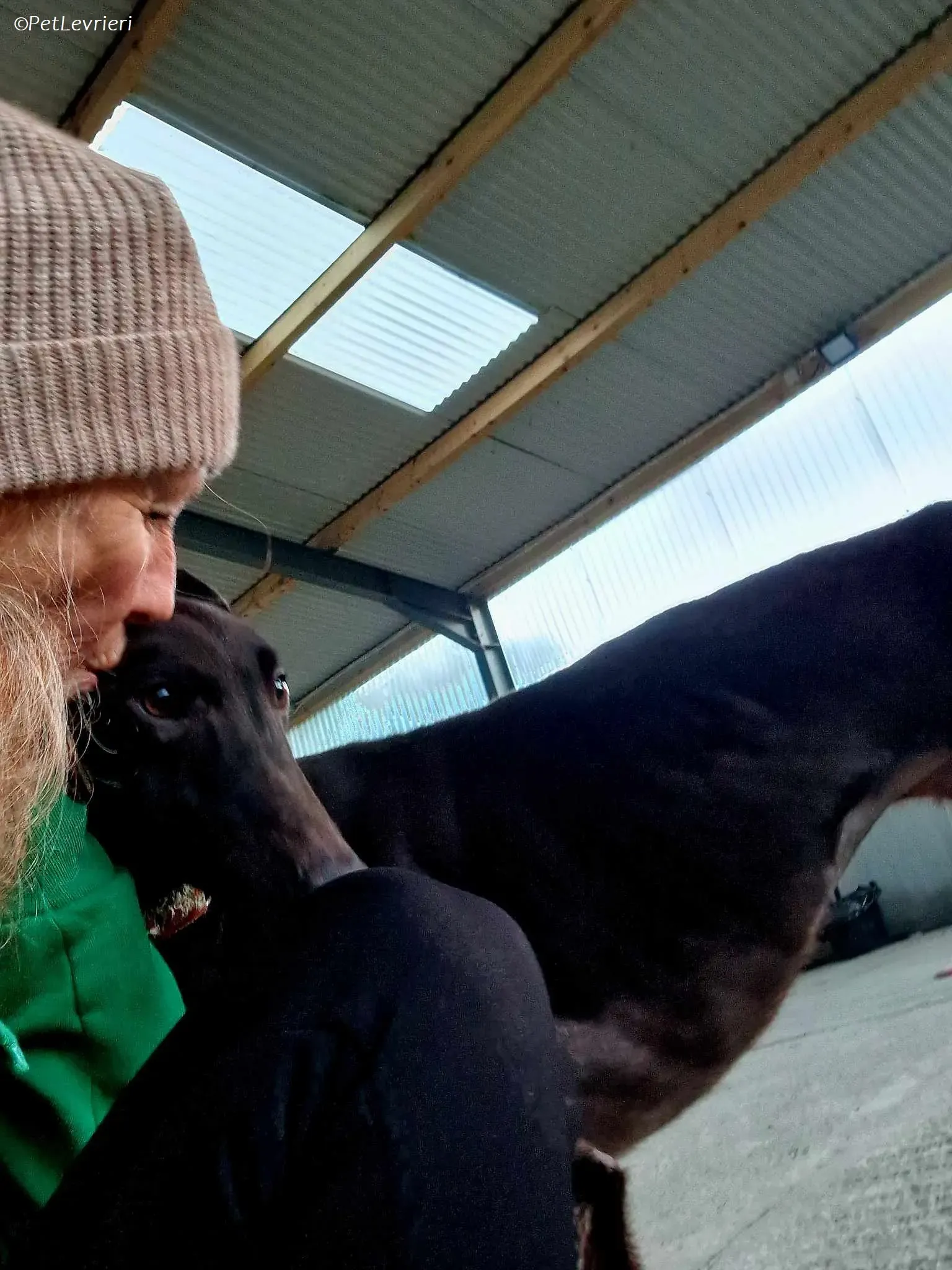 Moccasin adozione levrieri greyhound 4