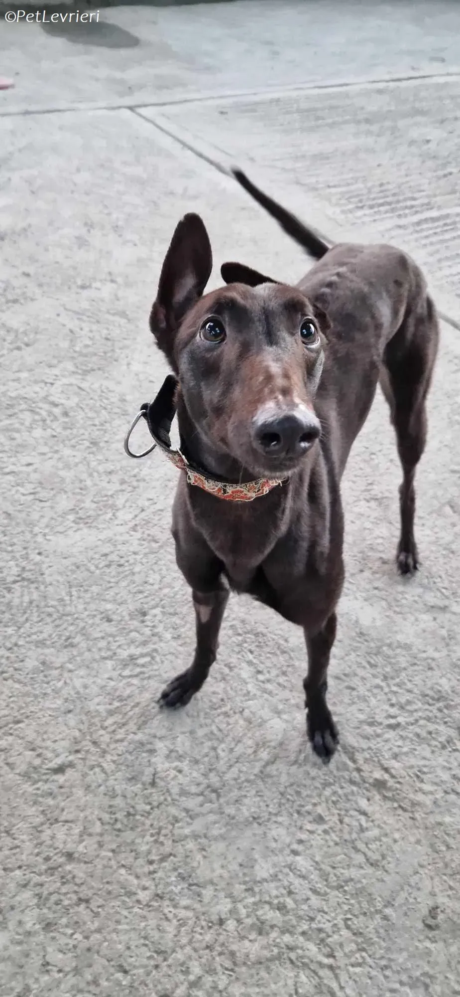 Moccasin adozione levrieri greyhound 5