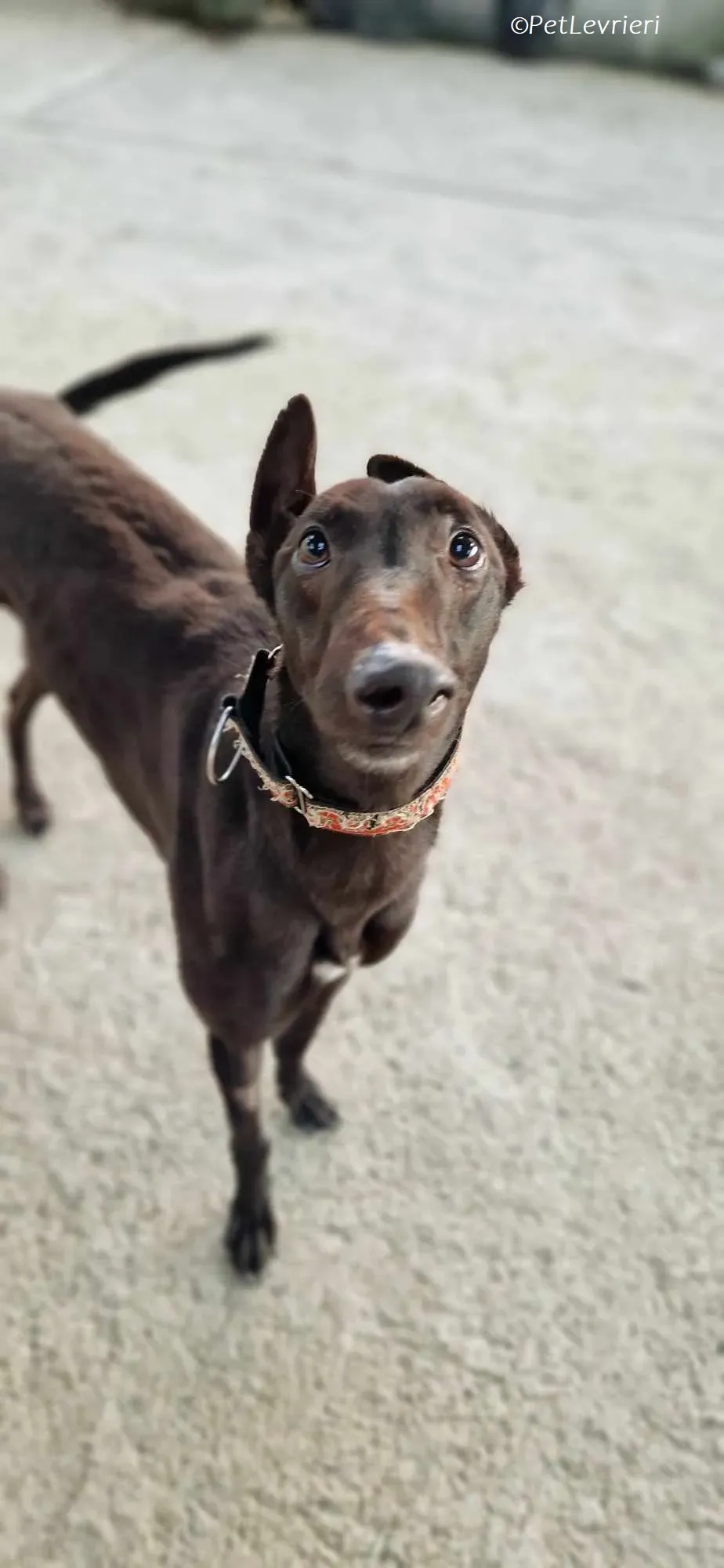 Moccasin adozione levrieri greyhound 6