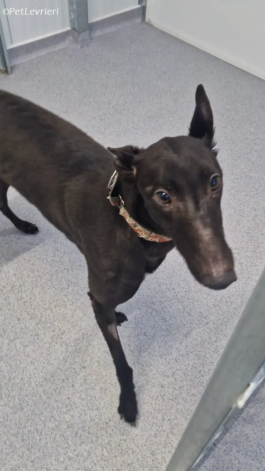 Moccasin adozione levrieri greyhound 7