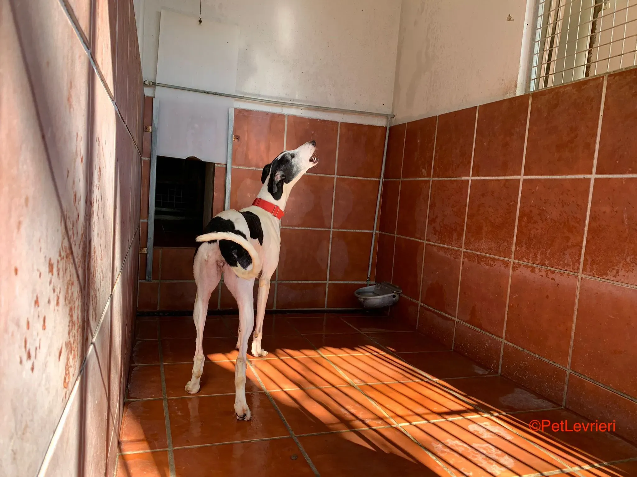 Modelo adozione levrieri galgo 1 1