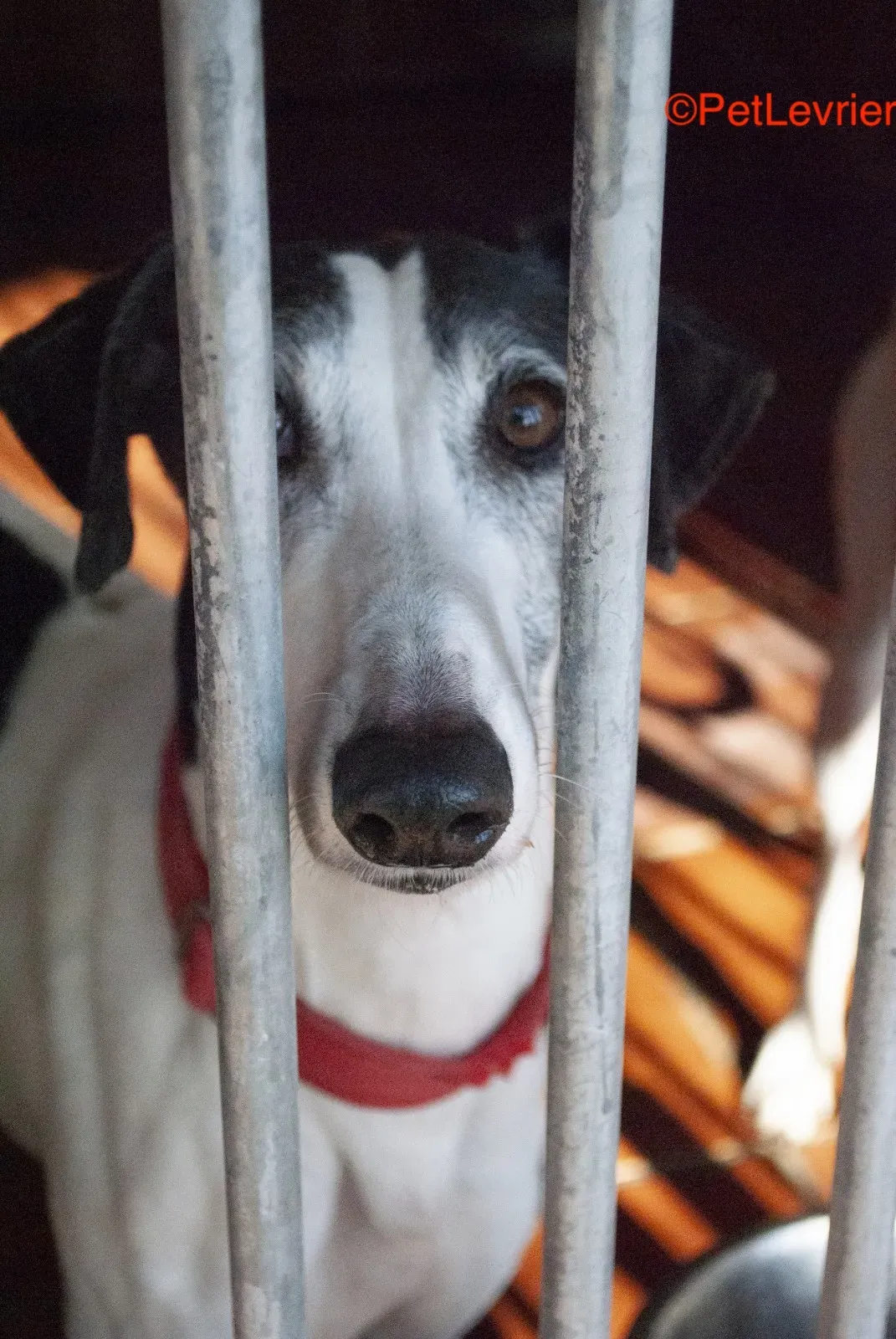 Modelo adozione levrieri galgo 1 2