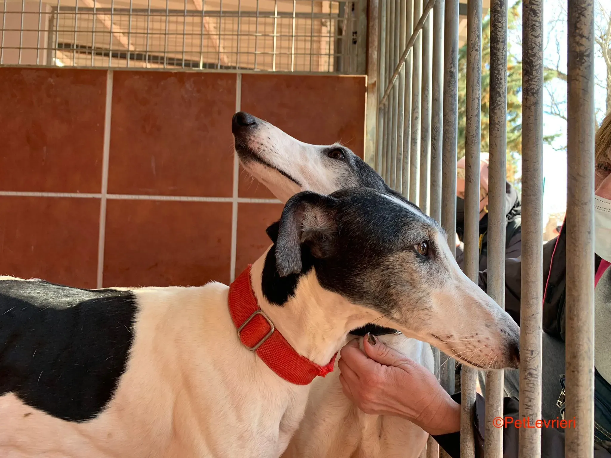 Modelo adozione levrieri galgo 2 1