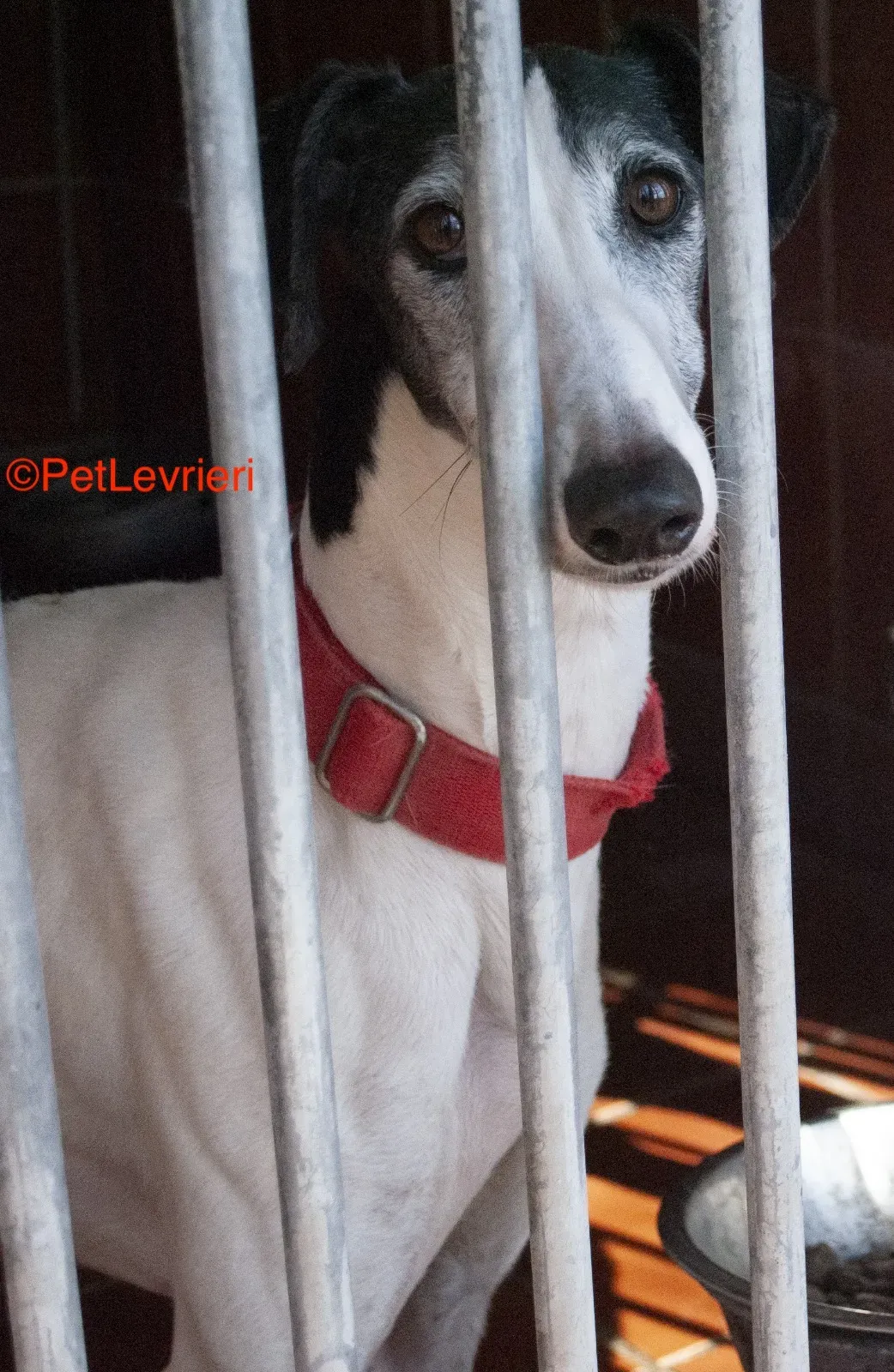 Modelo adozione levrieri galgo 2 2