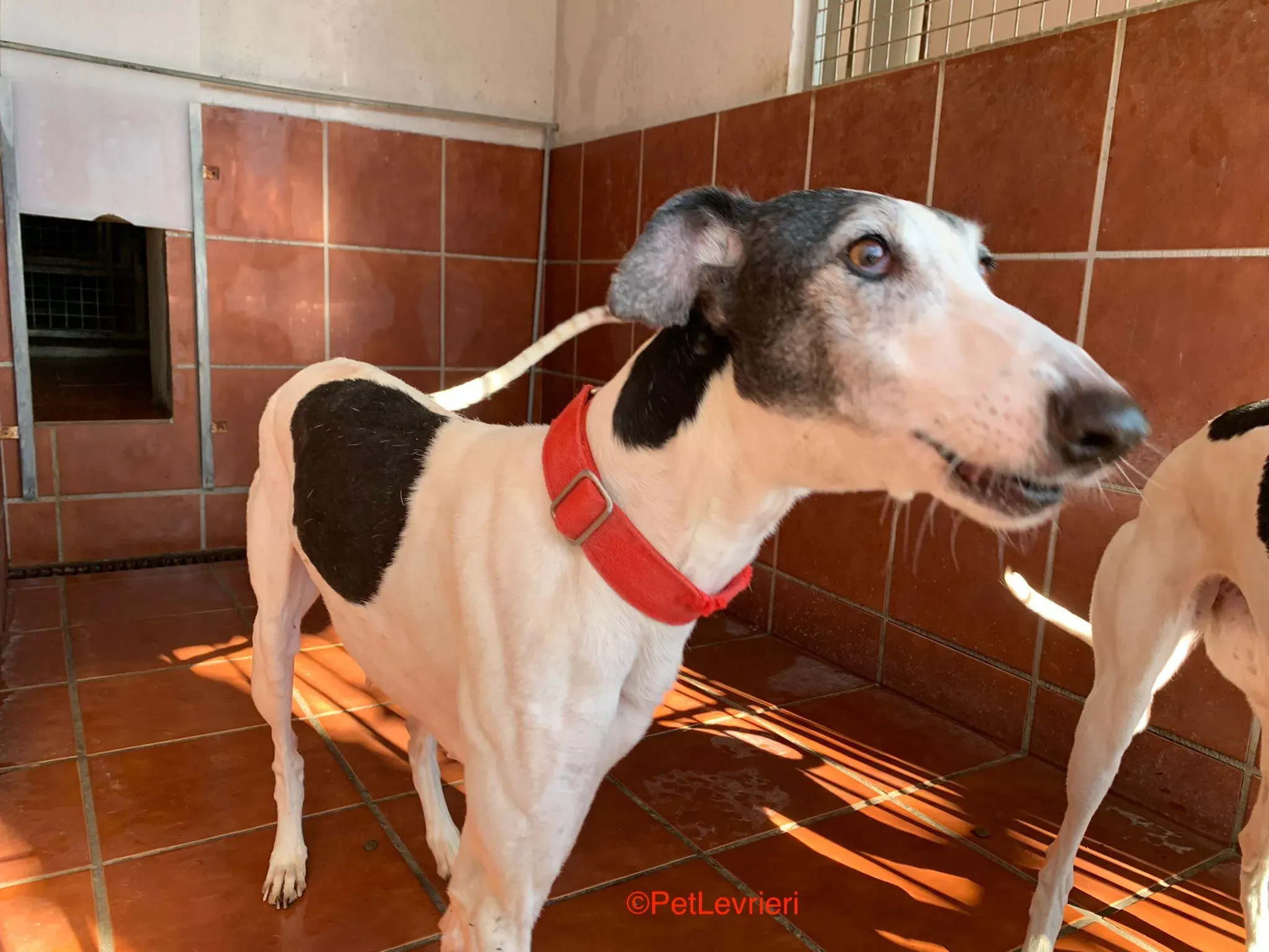 Modelo adozione levrieri galgo 3 1