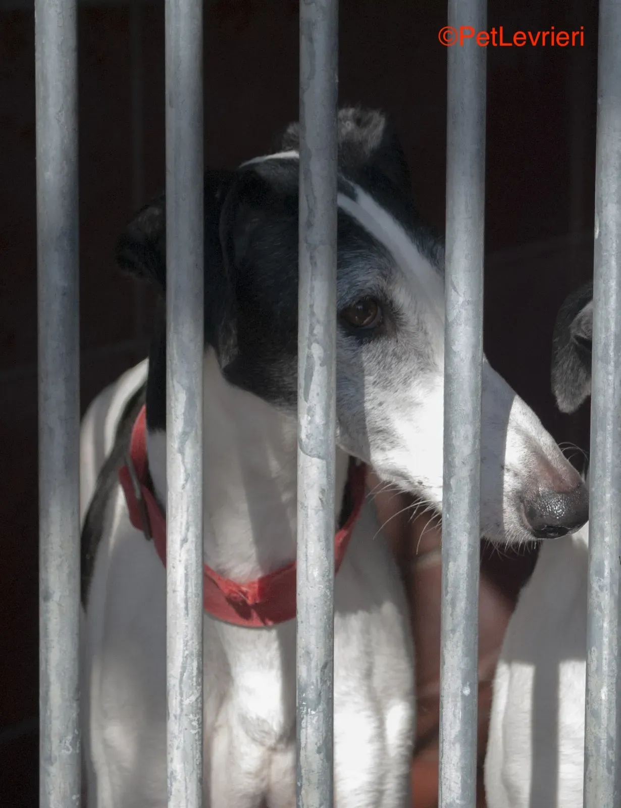 Modelo adozione levrieri galgo 3 2