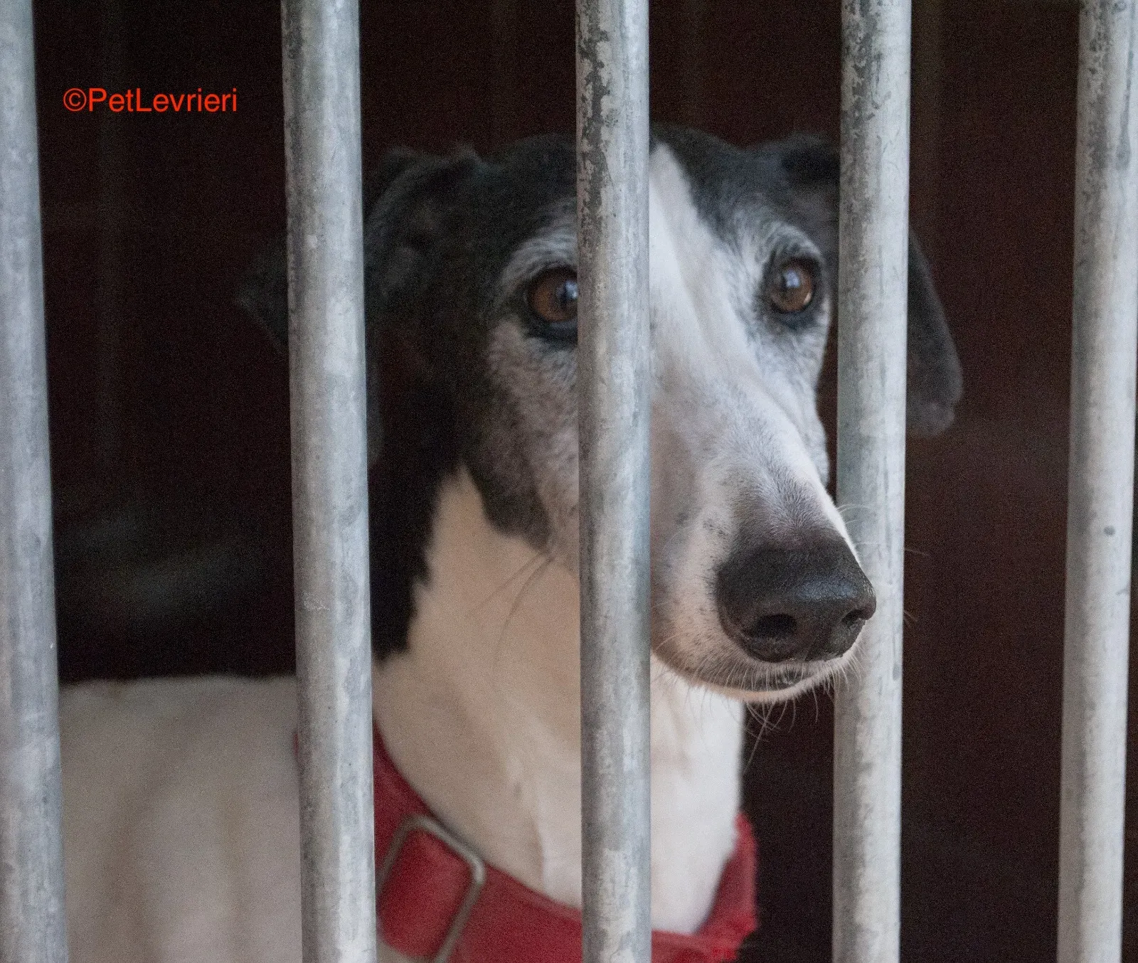 Modelo adozione levrieri galgo 4 1