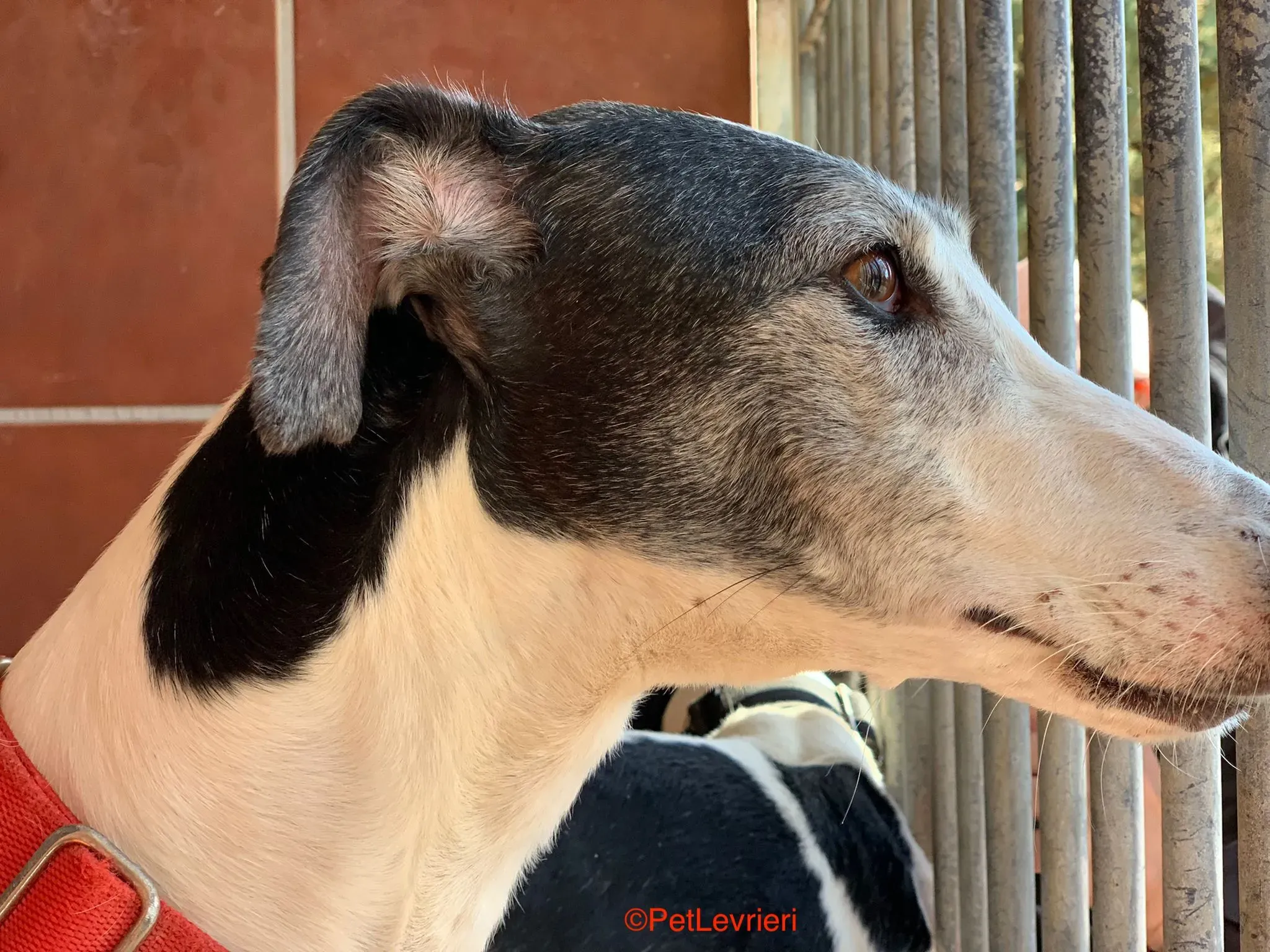 Modelo adozione levrieri galgo 4