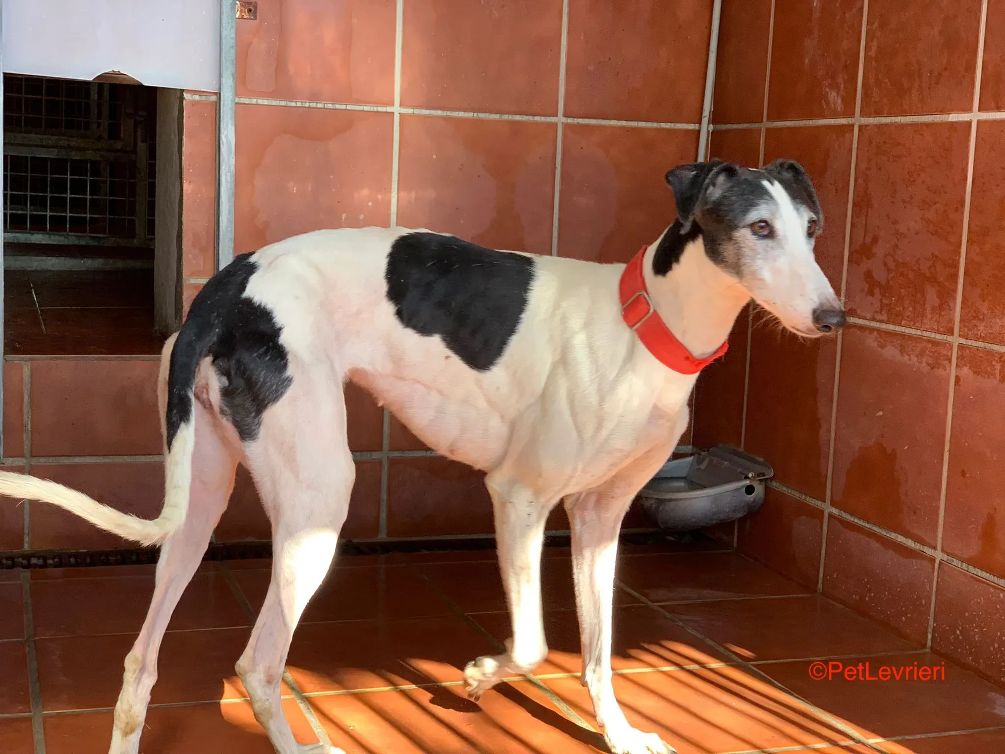 Modelo adozione levrieri galgo 5 1