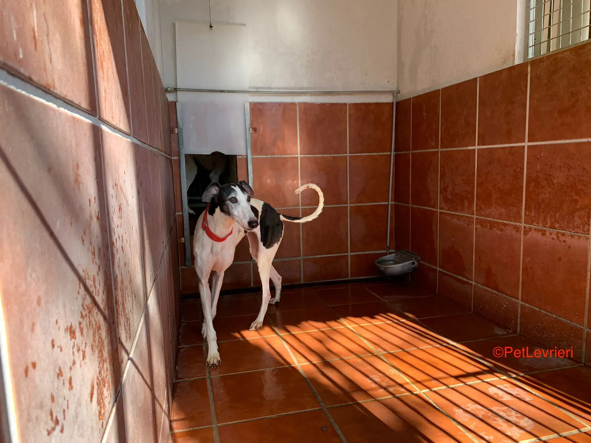 Modelo adozione levrieri galgo 6