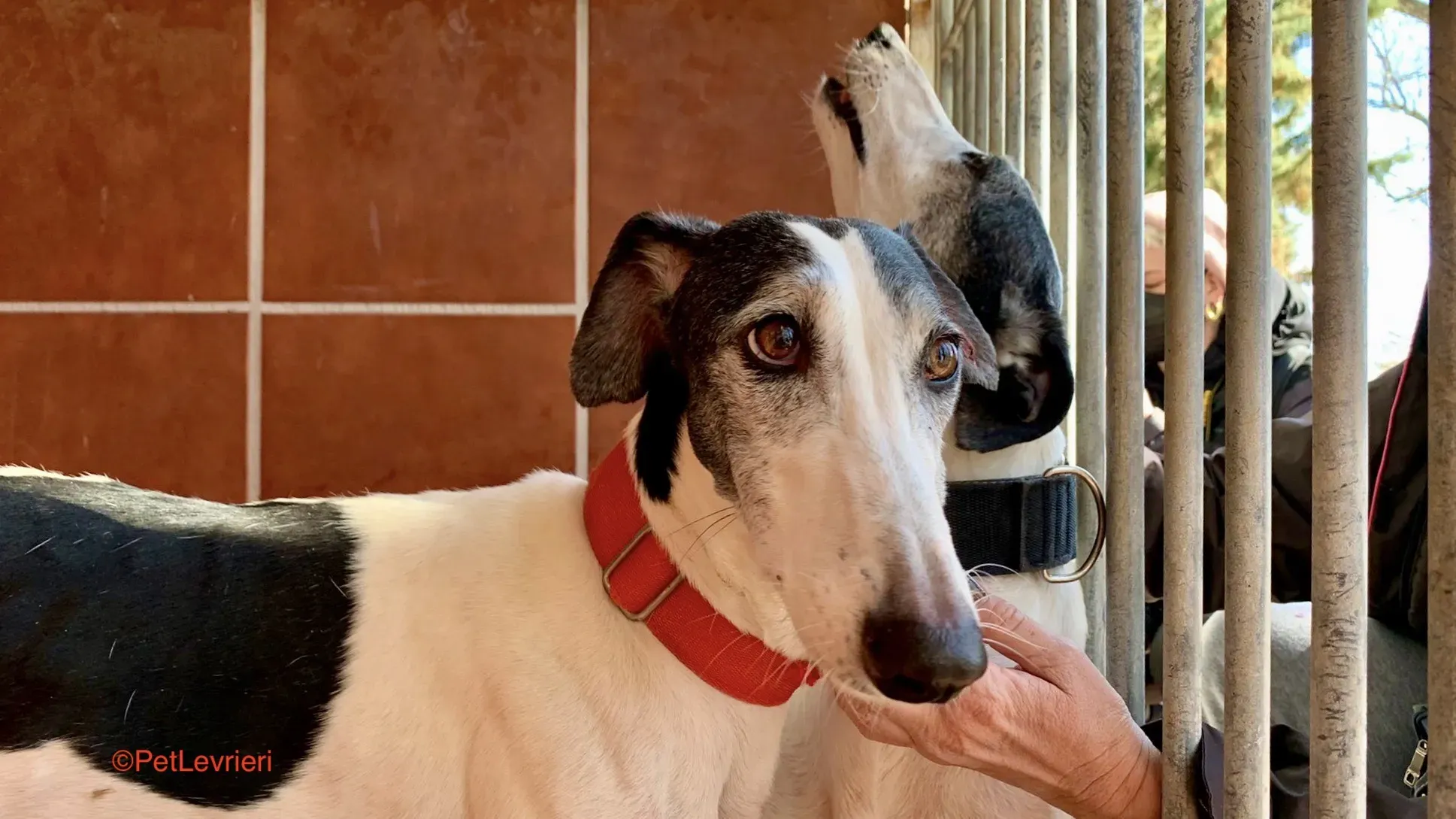 Modelo adozione levrieri galgo 7