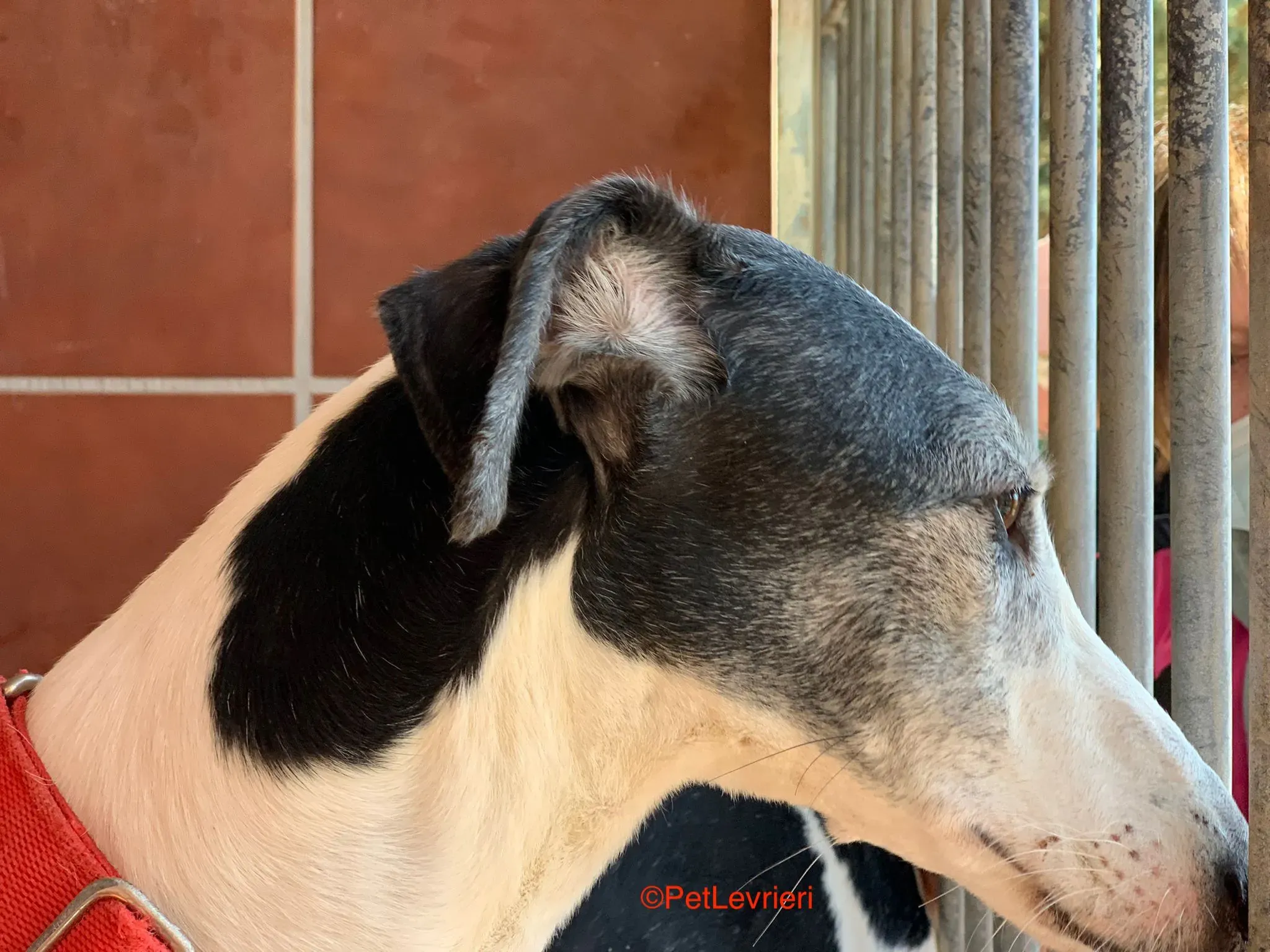 Modelo adozione levrieri galgo 8