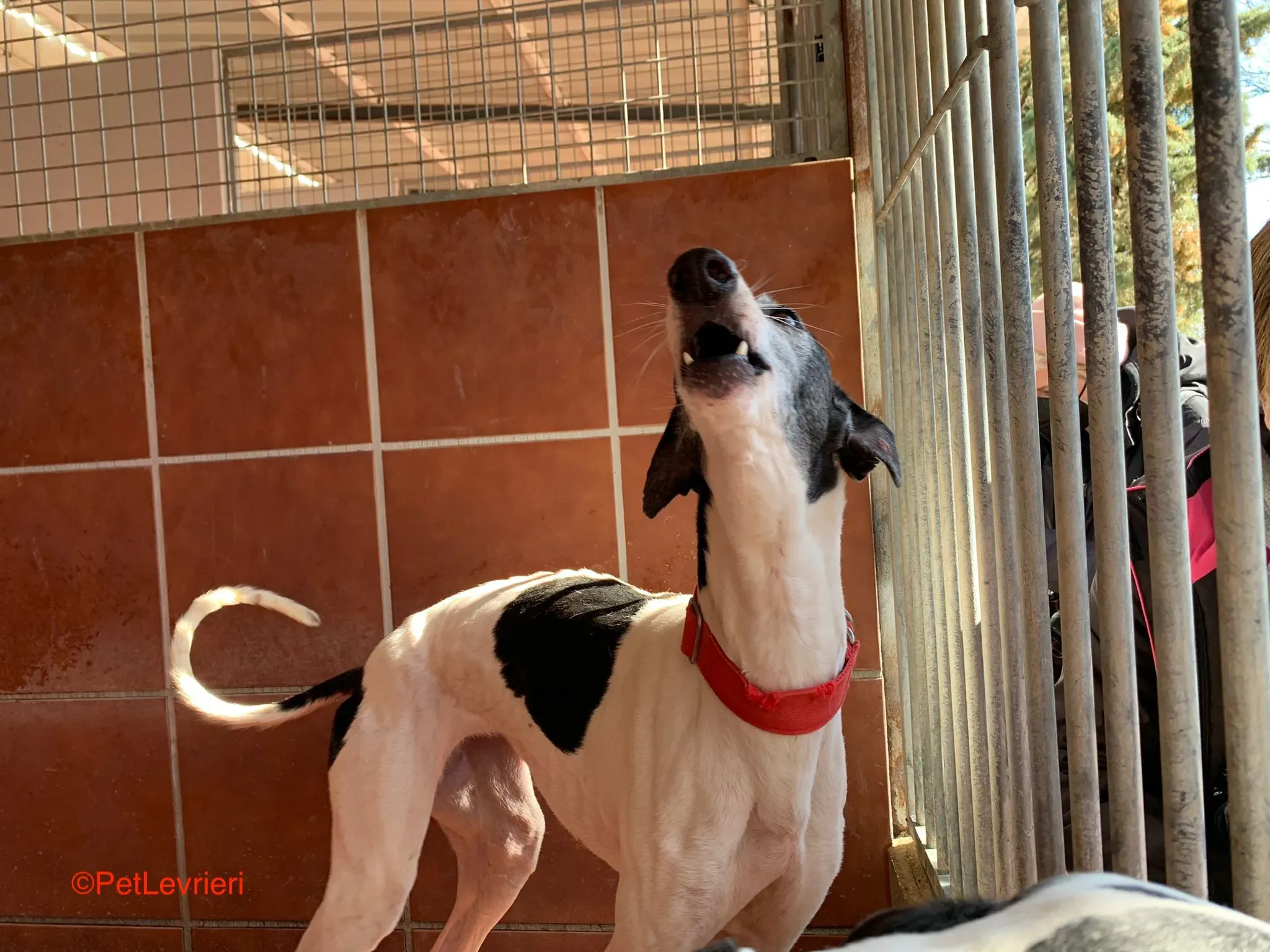 Modelo adozione levrieri galgo 9