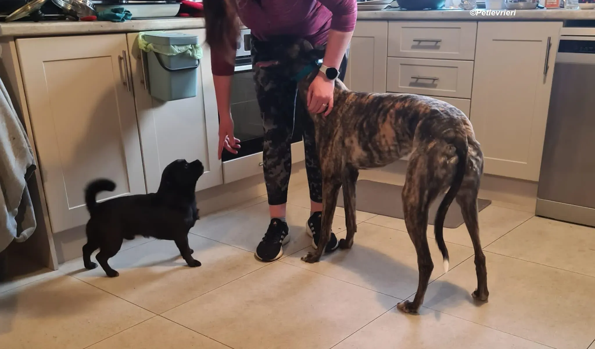 Molly adozione levrieri greyhound 1