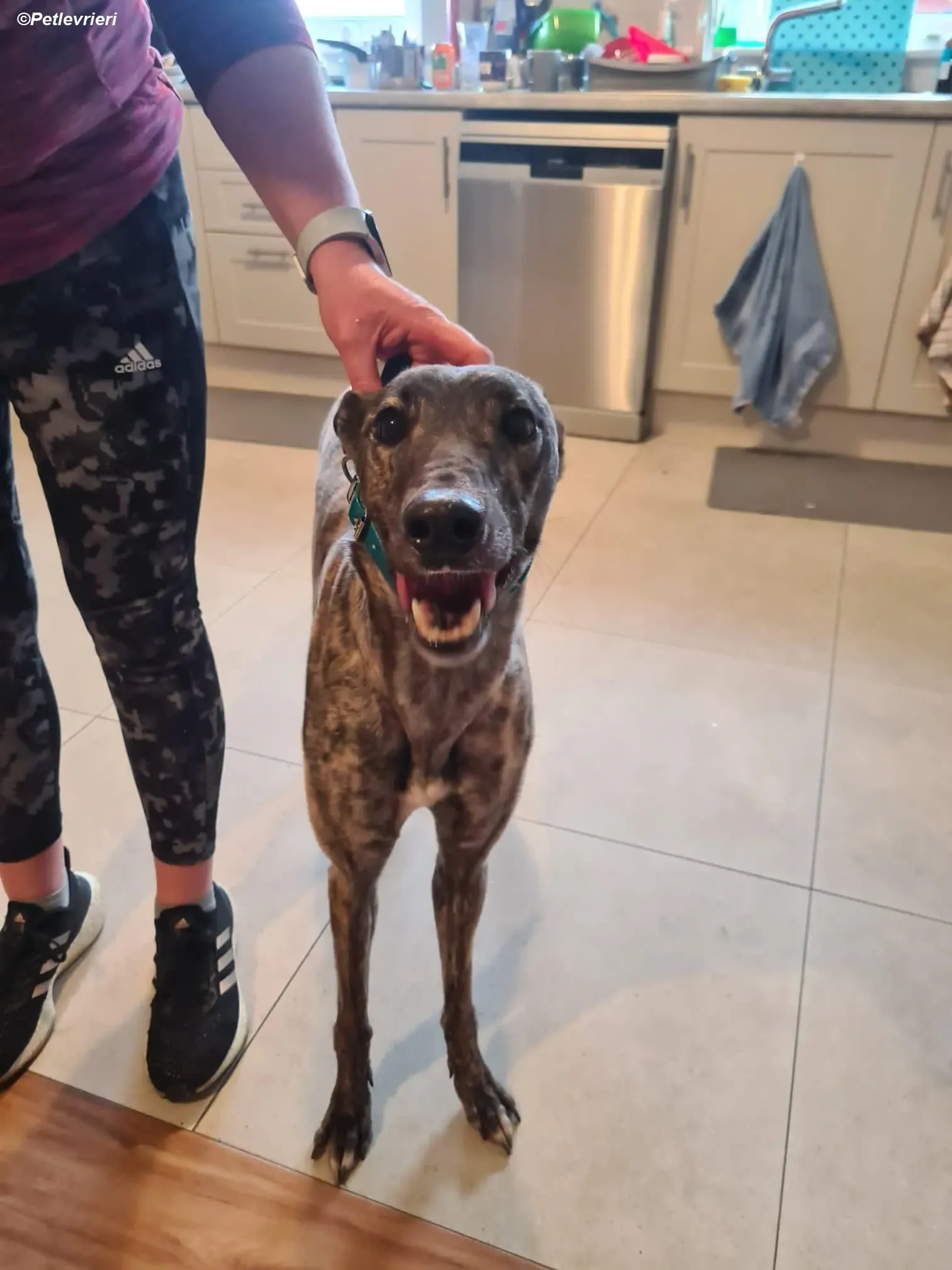 Molly adozione levrieri greyhound 2