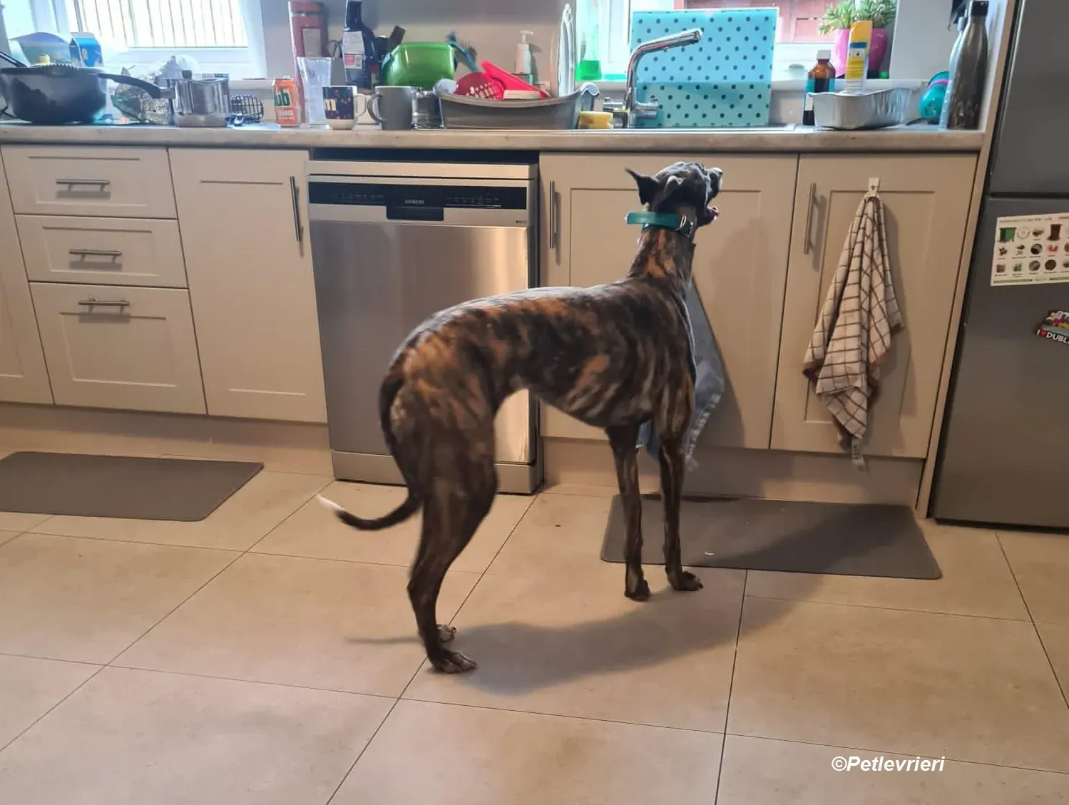 Molly adozione levrieri greyhound 3