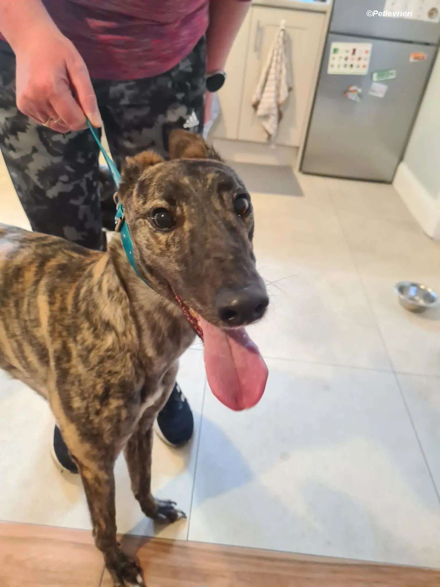 Molly adozione levrieri greyhound 4