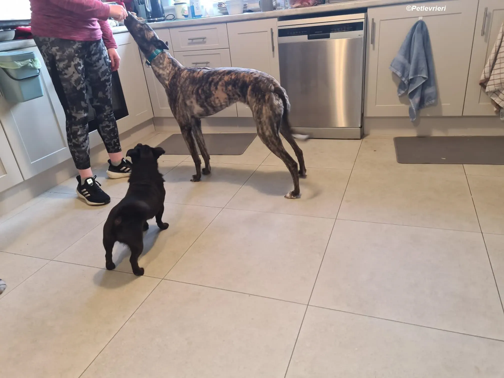 Molly adozione levrieri greyhound 5