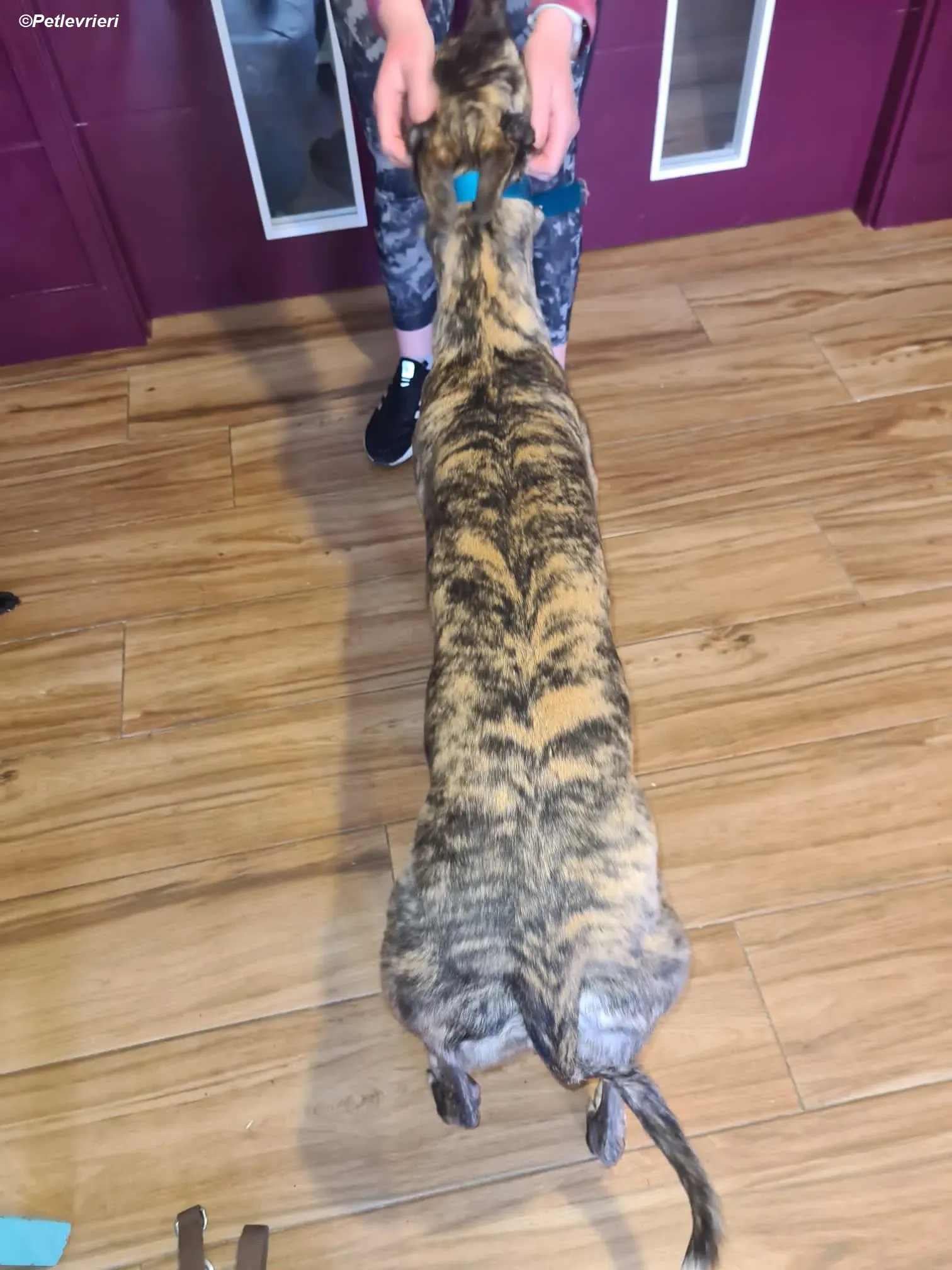 Molly adozione levrieri greyhound 6